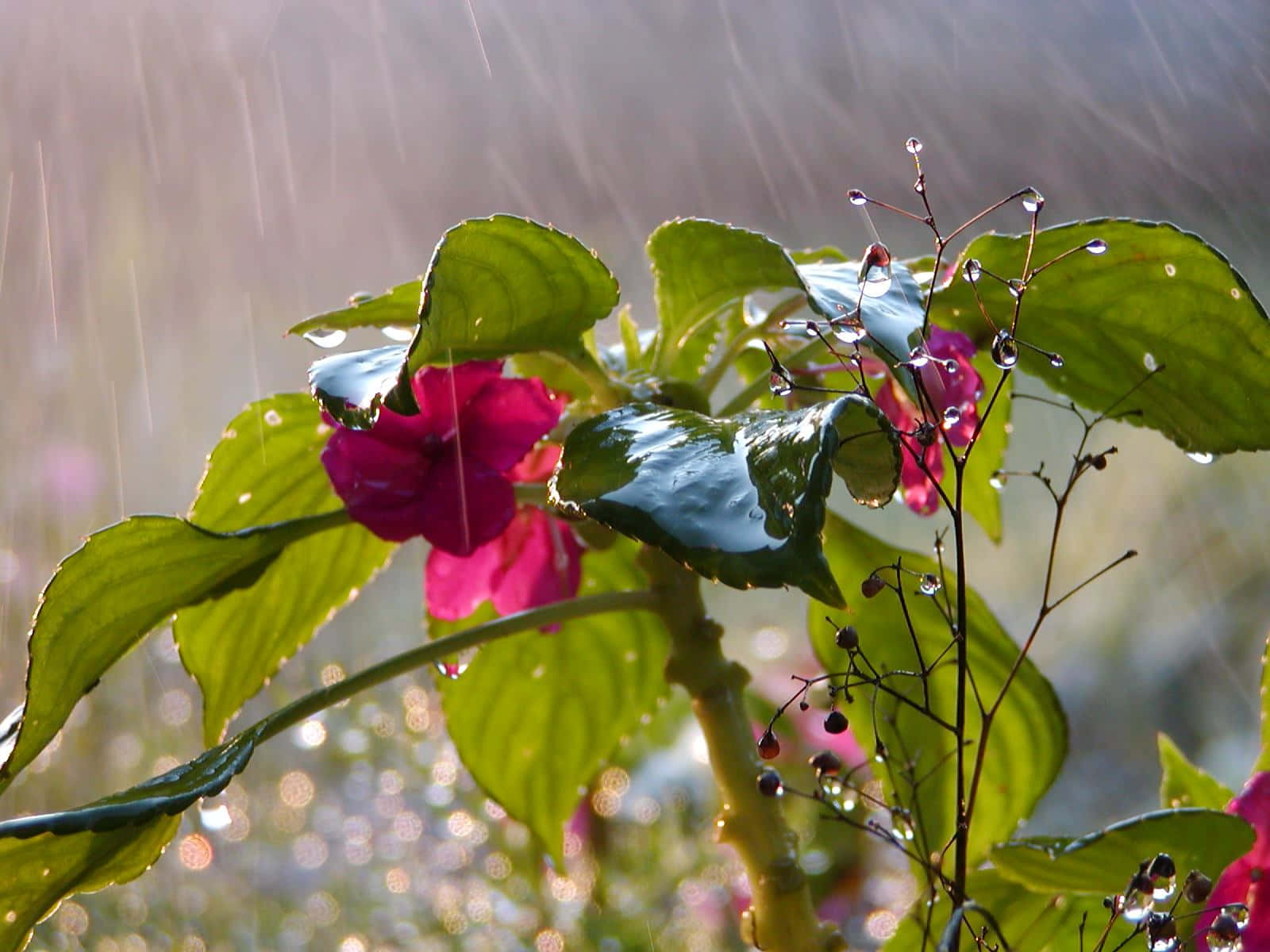 Spring Rain 桌布 壁紙 — 鮮豔的粉紅色花朵和光澤的綠色葉子在柔和的模糊背景下閃爍著雨滴。