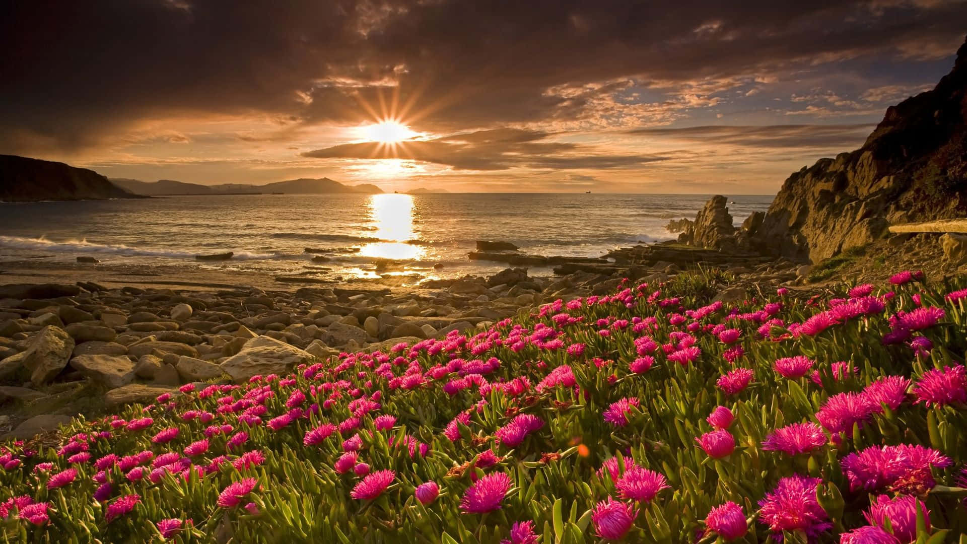 Spring Sunrise 桌布 壁紙 — 鮮豔的粉紅色花朵在岩石海岸上盛開，夕陽沉入海洋，將金色光芒灑在水面上。