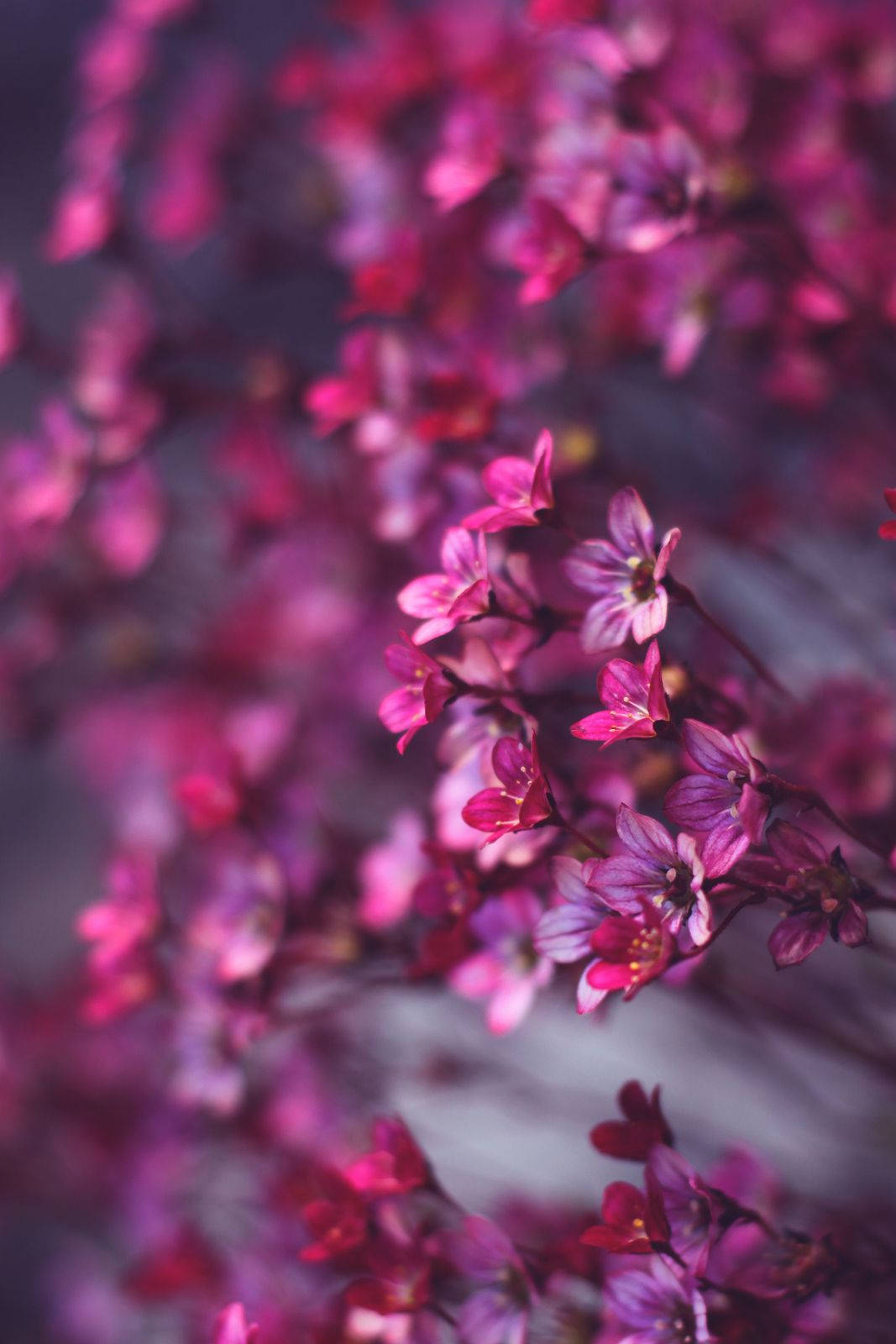 Flowers Aesthetic 桌布 壁紙 — 鮮豔的粉紅色花朵在柔和的紫色模糊背景下，纖細地簇生在纖細的莖上。