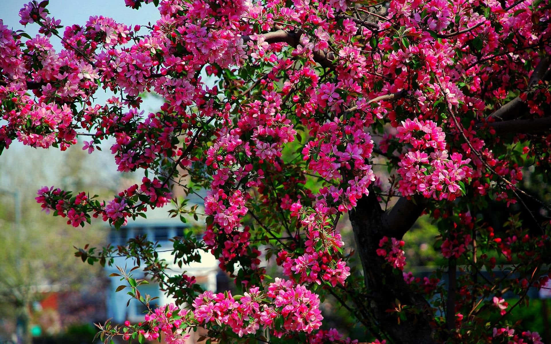Flower Tree 桌布 壁紙 — 鮮豔的粉紅色花朵密密麻麻地覆蓋著樹枝，背景是柔和的藍天和模糊的城市景觀。