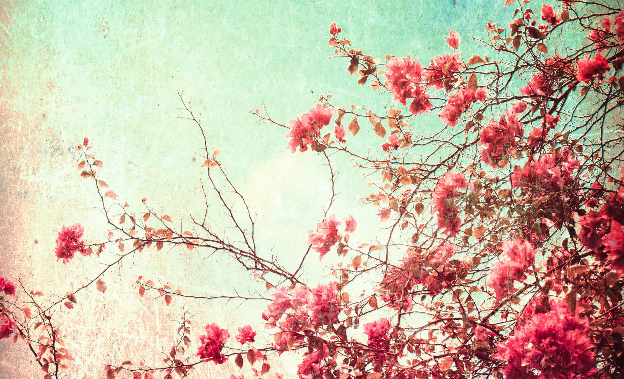 Vintage Aesthetic 桌布 壁紙 — 鮮豔的粉紅色花朵從纖細的枝條上傾瀉而下，襯托著帶有復古顆粒感的紋理薄荷綠背景。