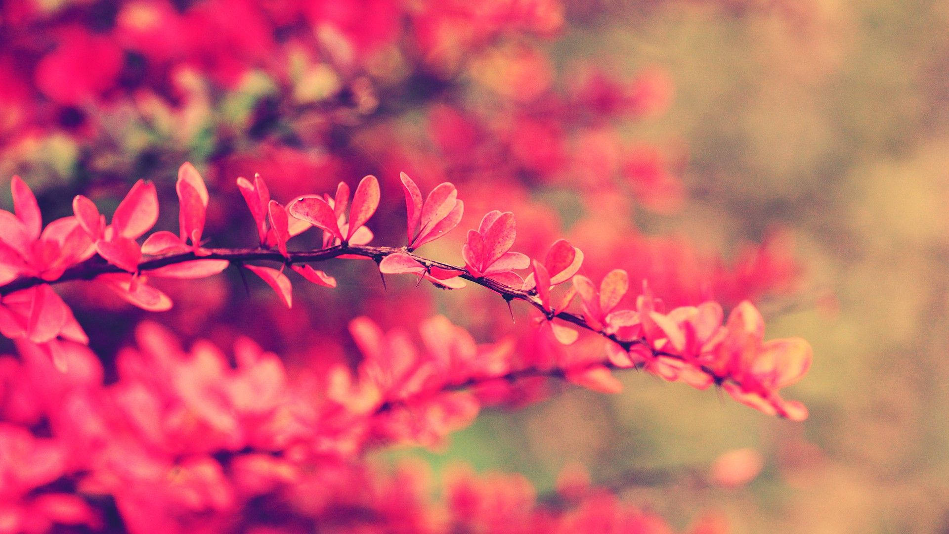 Flowers Aesthetic 桌布 壁紙 — 鮮豔的粉紅色花朵簇生在深色樹枝上，背景是柔和模糊的秋色。