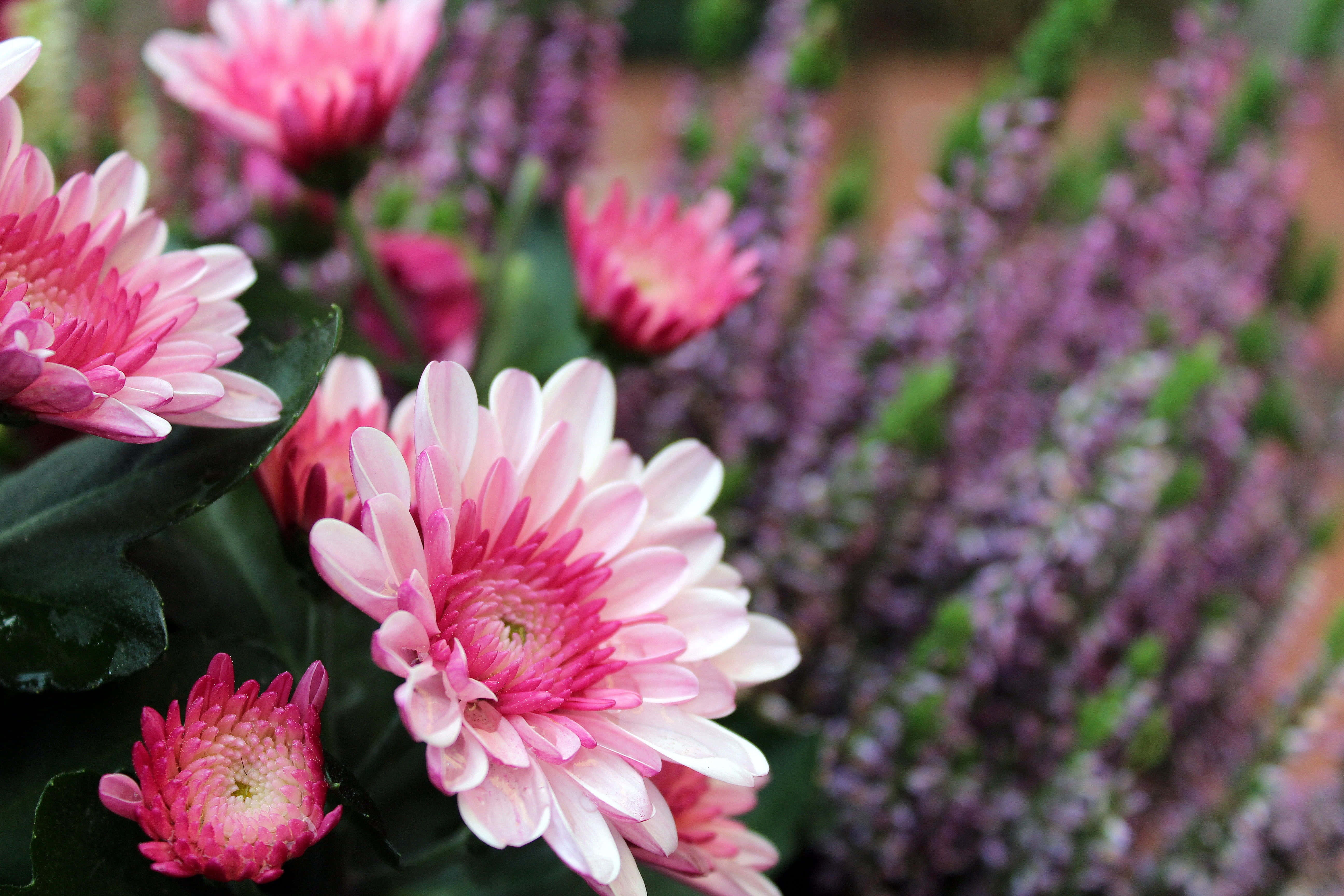 Pink Chrysanthemums 桌布 壁紙 — 鮮豔的粉紅色菊花層層花瓣在柔和的紫色薰衣草中盛開，呈現出茂盛的花園景象。