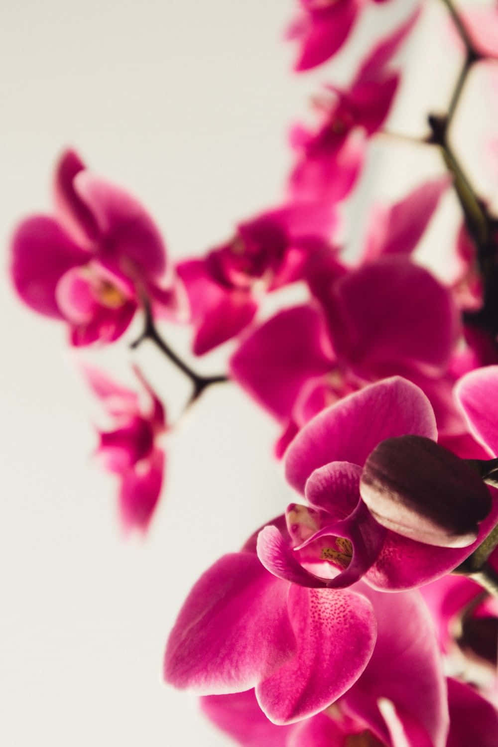 Flower Phone 桌布 壁紙 — 鮮豔的粉紅色蘭花在明亮的白色背景上以淺景深柔和地層疊綻放。