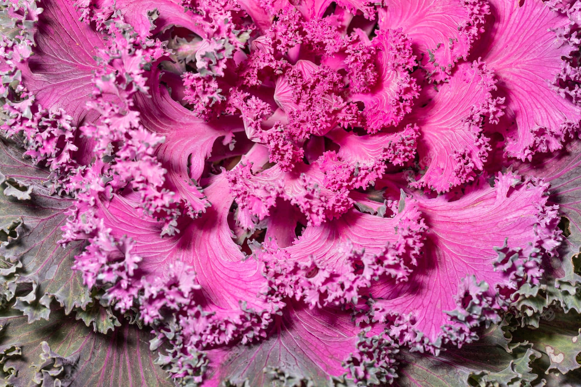 Purple Kale 桌布 壁紙 — 鮮豔的粉紅色觀賞羽衣甘藍，帶有複雜的褶皺邊緣和深綠色葉脈，在微距特寫鏡頭中呈現。