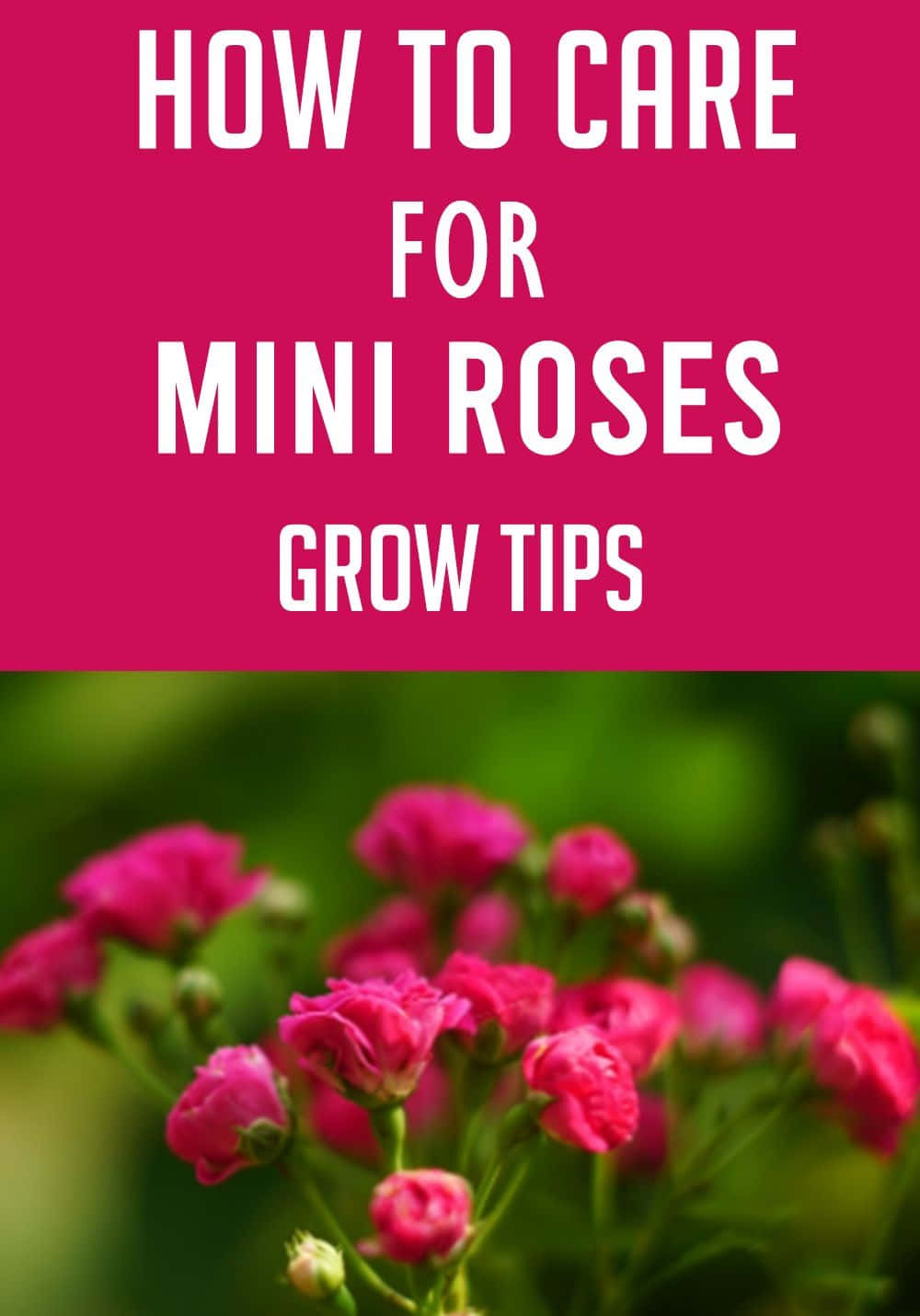 Miniature Roses 桌布 壁紙 — 鮮豔的粉紅色迷你玫瑰在明亮的日光下，在模糊的綠色花園背景下柔和地綻放。