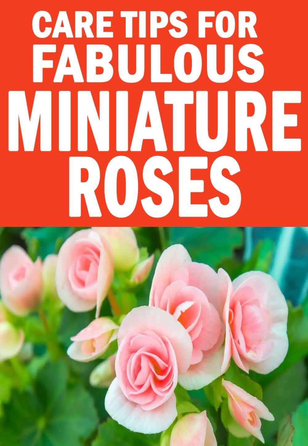 Miniature Roses 桌布 壁紙 — 鮮豔的粉紅色迷你玫瑰在綠色葉子襯托下茂盛綻放，上方有粗體紅色文字標題。