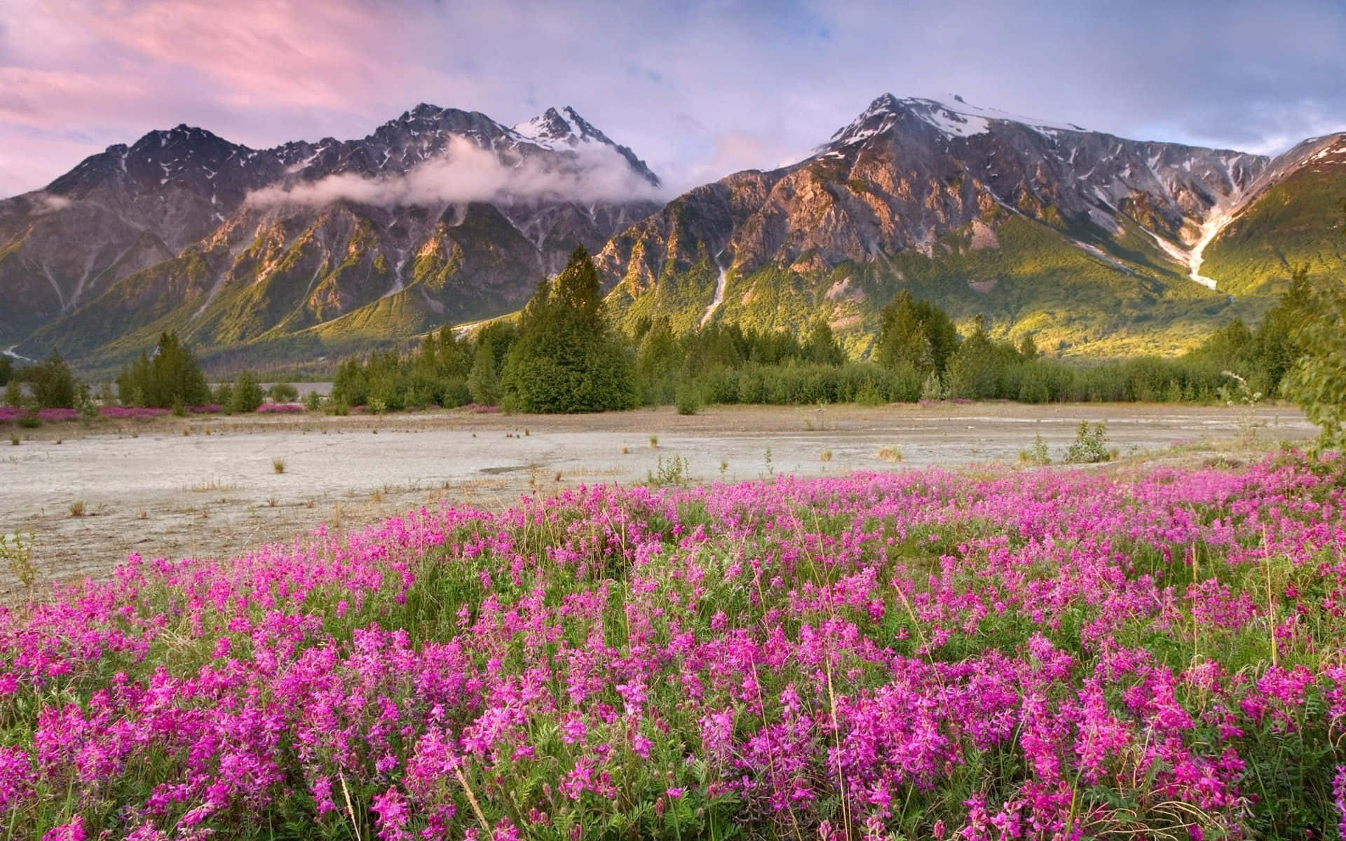 Spring Mountain 桌布 壁紙 — 鮮豔的粉紅色野花在前景盛開，雄偉的雪山和柔軟的雲彩在日出時分。