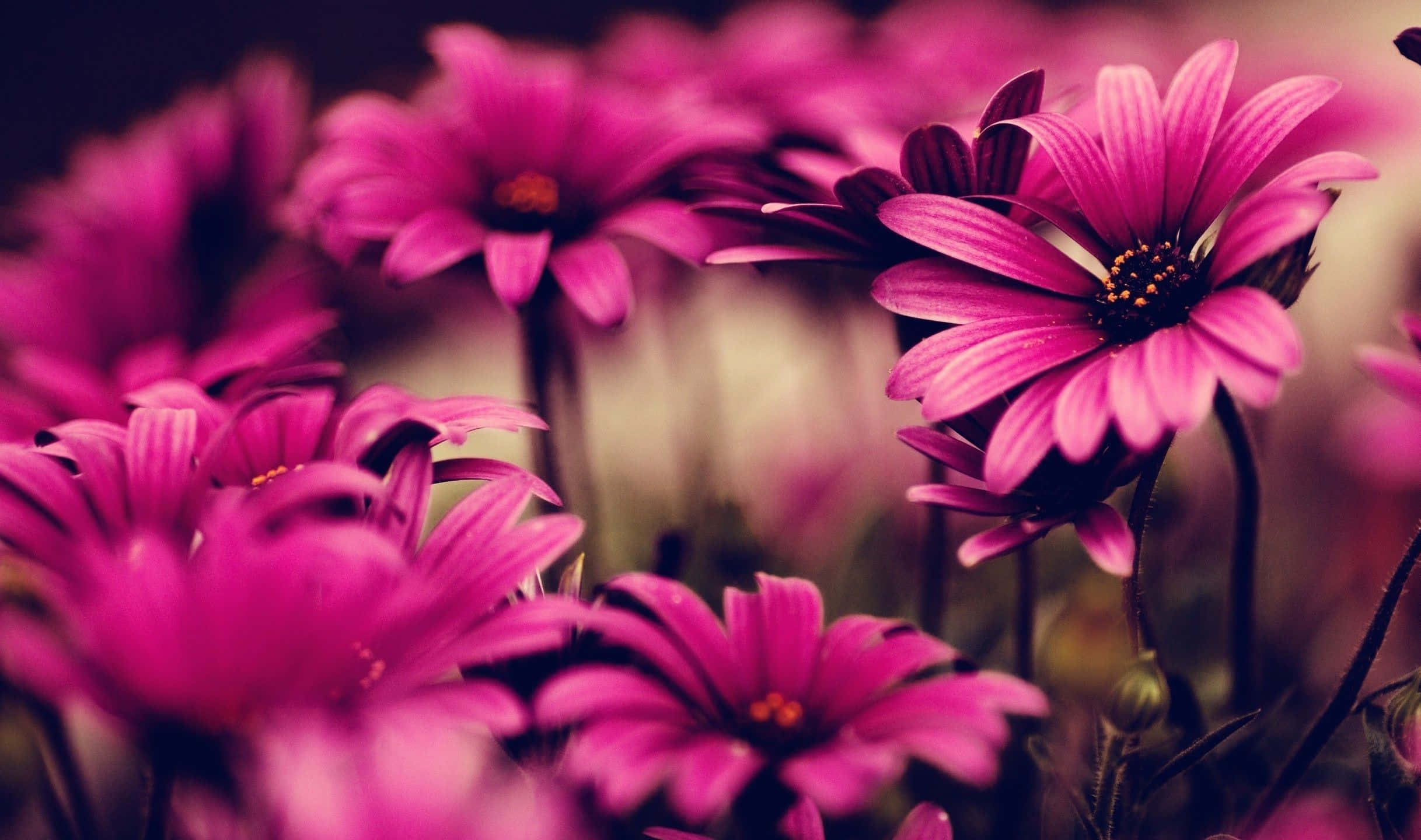 Facebook Cover 桌布 壁紙 — 鮮豔的粉紅色雛菊在淺景深中柔和綻放，溫暖的金色光線穿透而過。