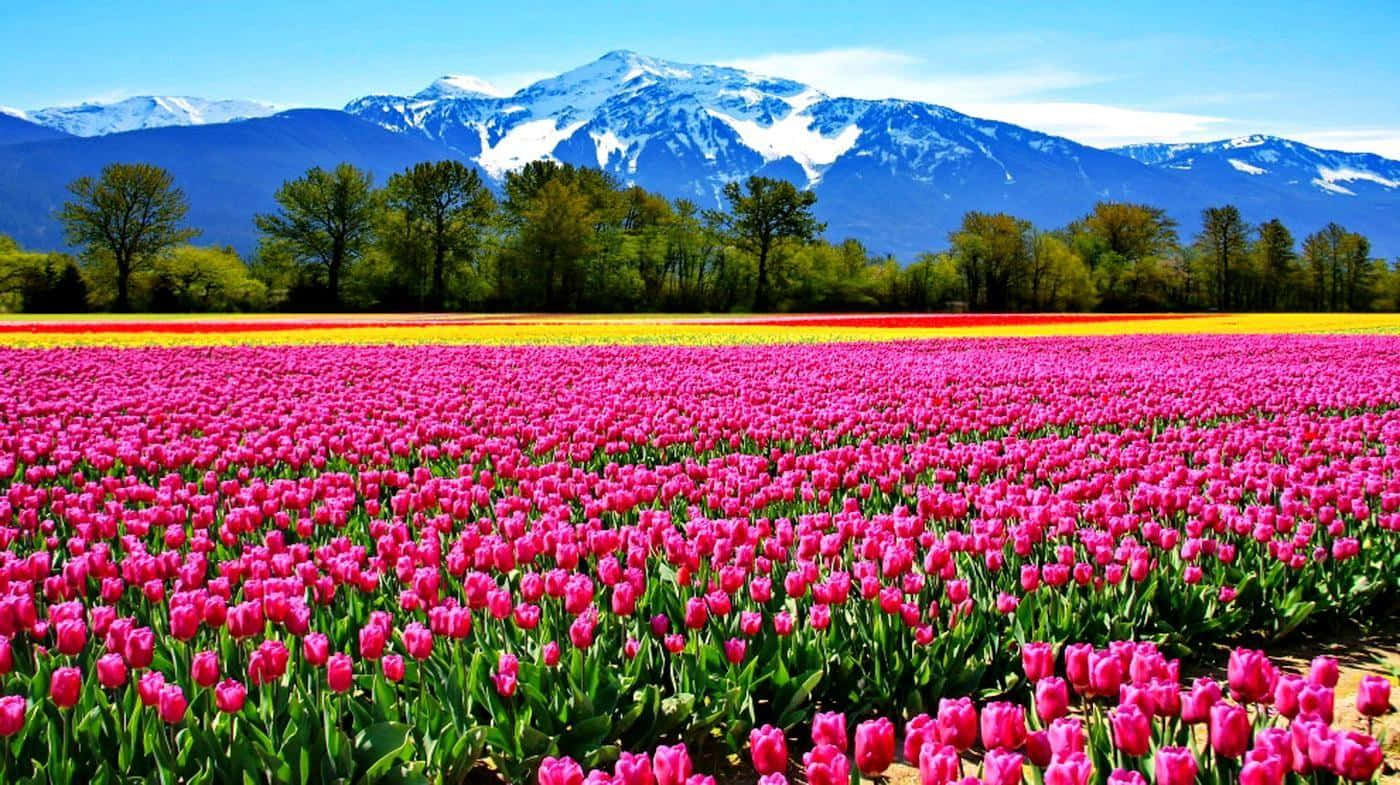 Spring Fields 桌布 壁紙 — 鮮豔的粉紅色鬱金香田向森林和白雪覆蓋的山脈延伸，天空湛藍清澈。