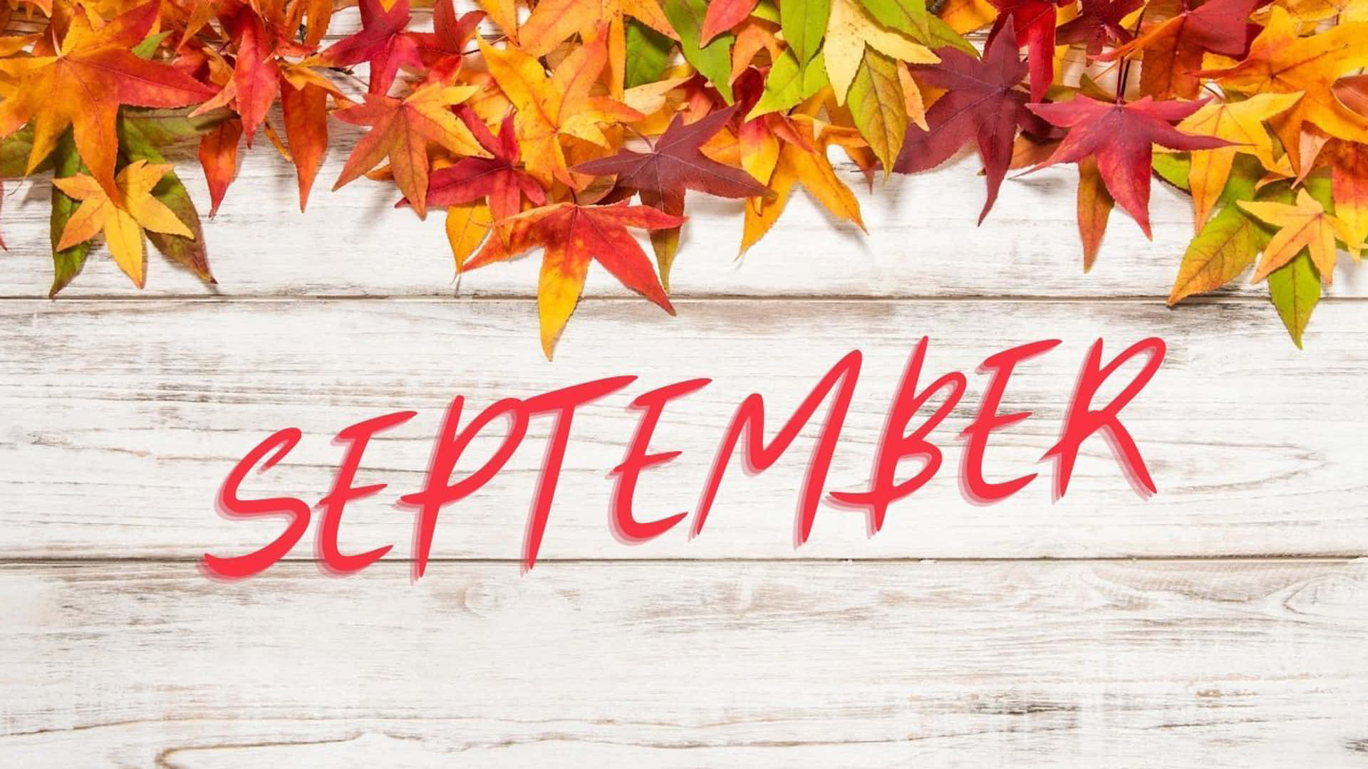 九月 桌布 壁紙 — 鮮豔的紅、橙、黃色秋葉環繞著「september」這個詞，以粗體紅色字體寫在經風化的白色木質表面上。