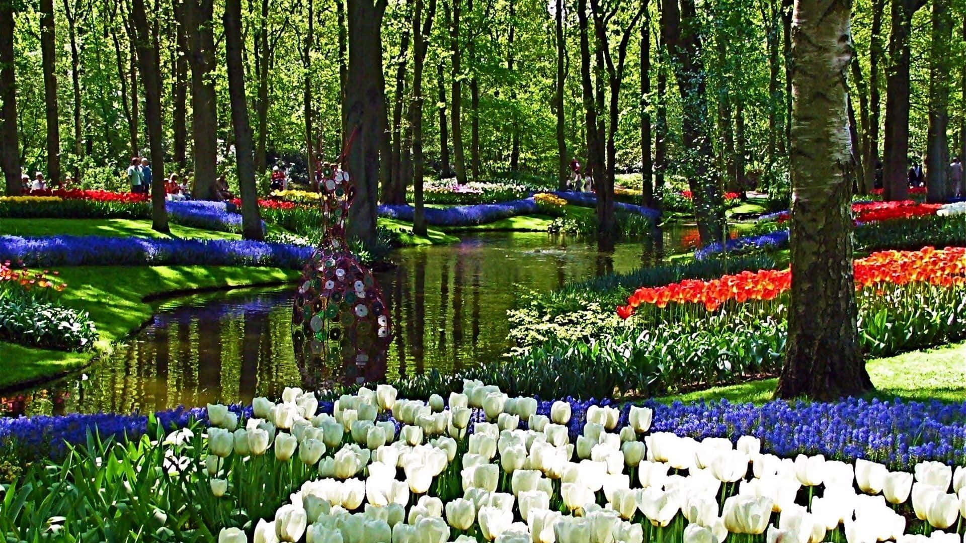 Spring Garden 桌布 壁紙 — 鮮豔的紅、白、藍色鬱金香花田，在晴朗的天空下，沿著寧靜的森林溪流盛開。