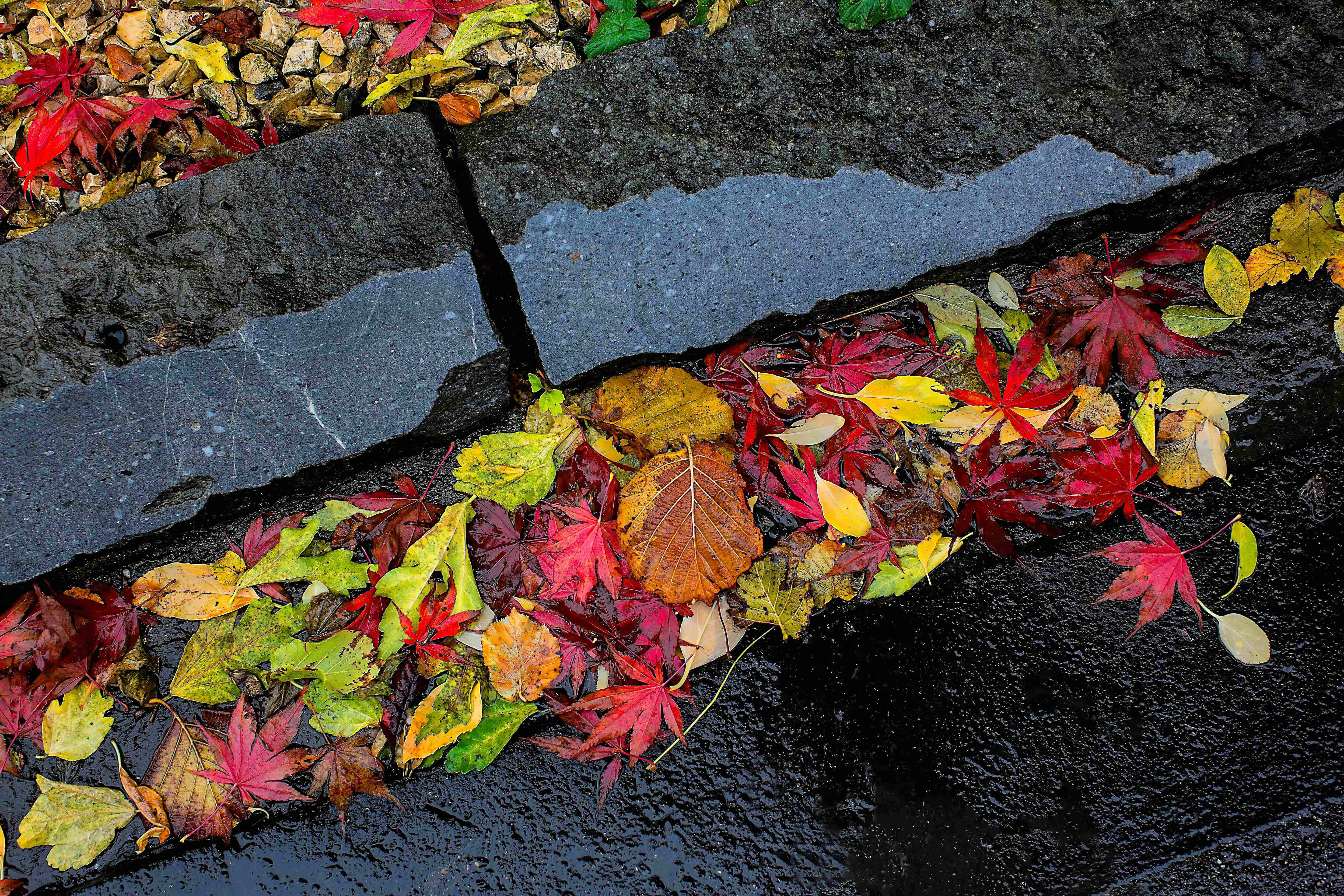 Fall Rain 桌布 壁紙 — 鮮豔的紅、黃、綠色秋葉散落在潮濕的深色石板表面上，反射出柔和的光線。