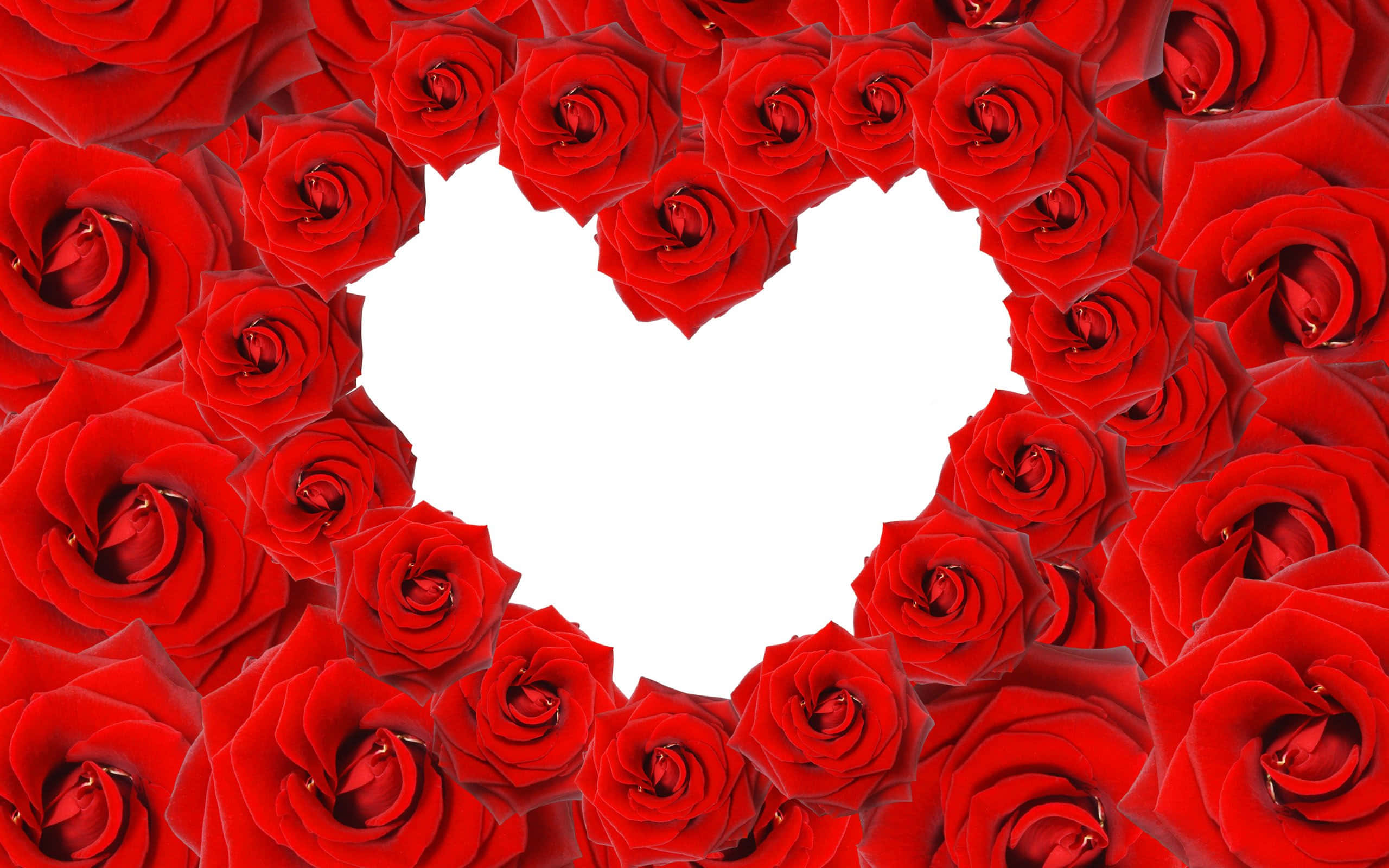 Rose Heart 桌布 壁紙 — 鮮豔的紅玫瑰在明亮的白色中心周圍形成完美的心形框架。