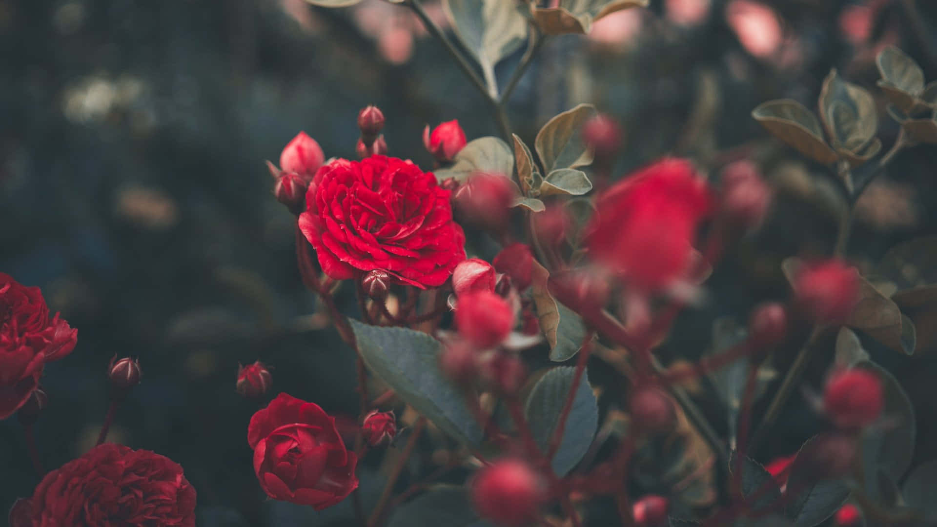 Aesthetic Rose 桌布 壁紙 — 鮮豔的紅玫瑰在柔和模糊的綠意中盛開，營造出憂鬱的花園場景。