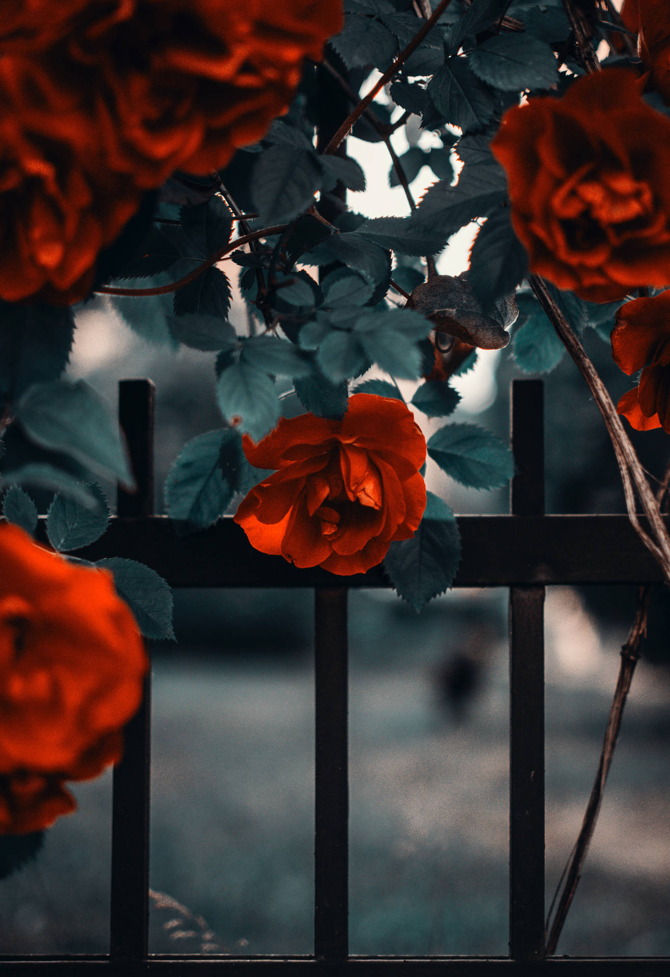 Roses 桌布 壁紙 — 鮮豔的紅玫瑰在柔和的暮光下，沿著深色圍籬茂盛綻放，搭配深藍綠色的葉子。