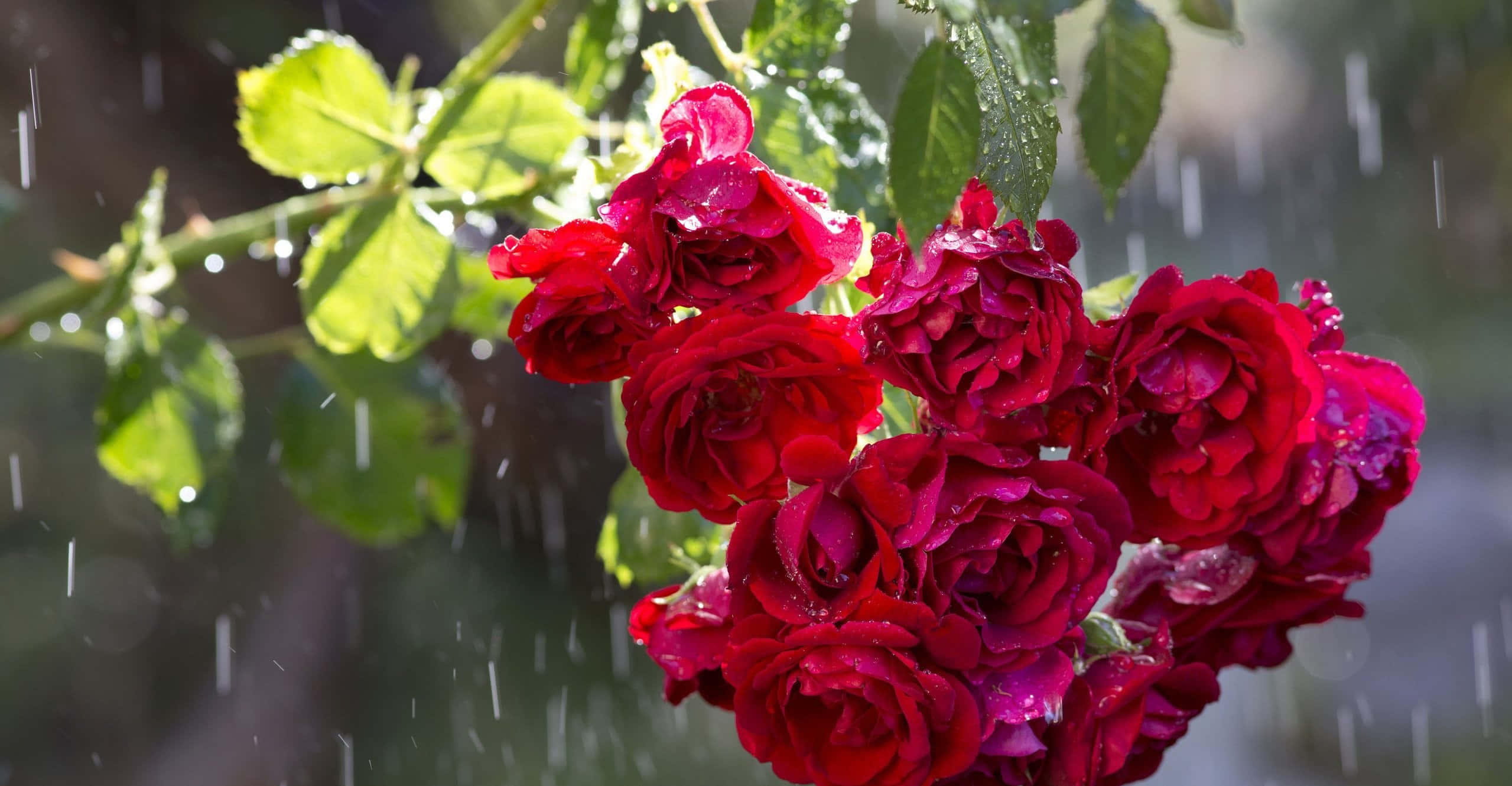 Rose In Rain 桌布 壁紙 — 鮮豔的紅玫瑰在柔和陽光下，在茂盛綠葉襯托中閃爍著雨滴。