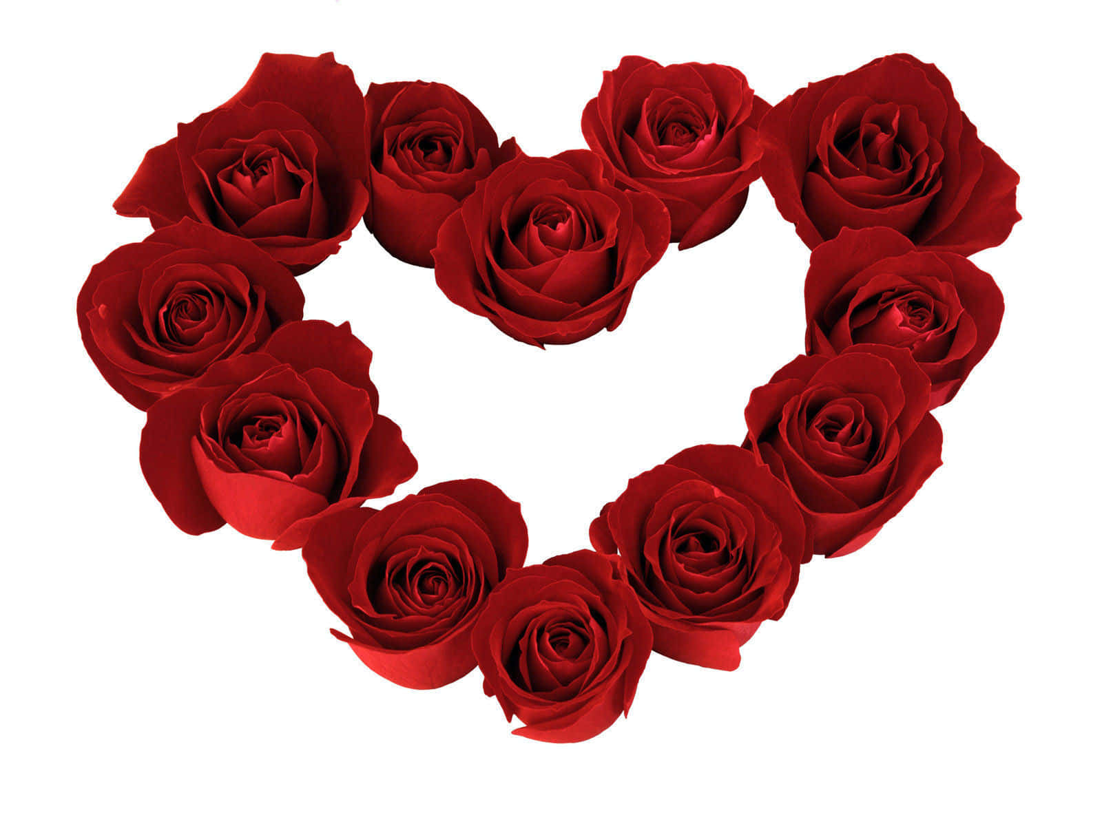 Rose Heart 桌布 壁紙 — 鮮豔的紅玫瑰在純白背景上排列成完美的心形。