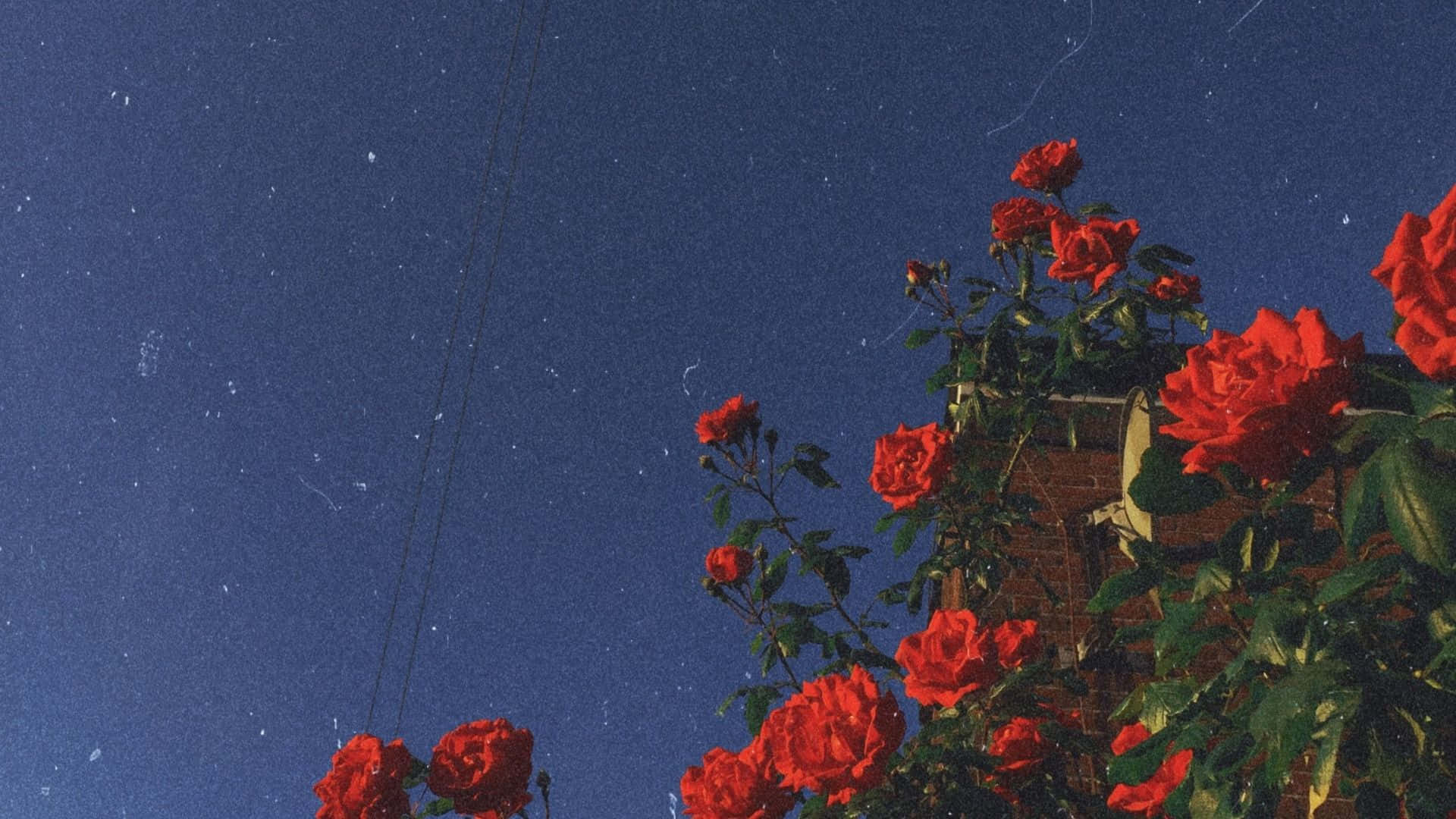 Vintage Aesthetic 桌布 壁紙 — 鮮豔的紅玫瑰在繁星點點的夜空下盛開，頭頂有微弱的電線。