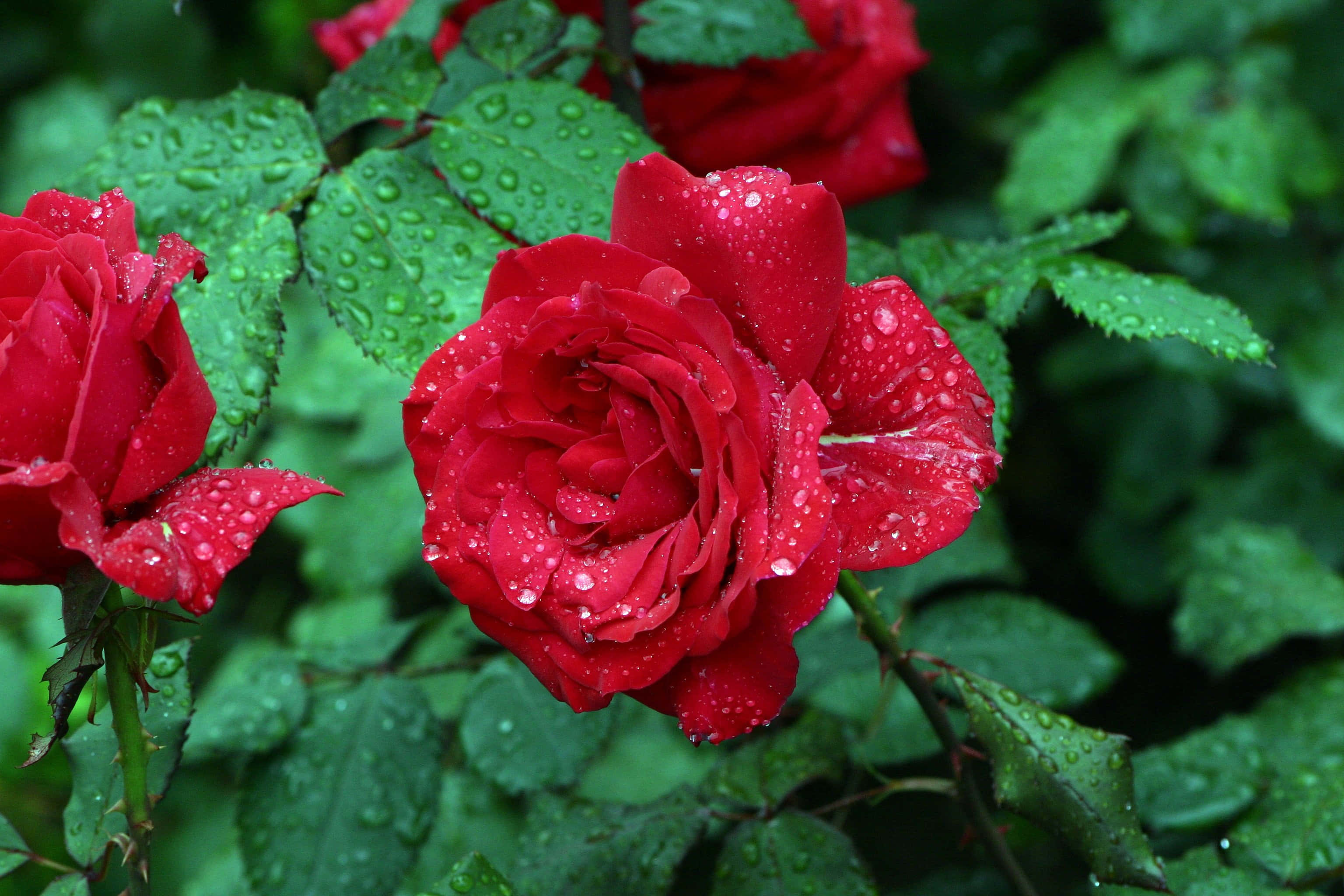 Rose In Rain 桌布 壁紙 — 鮮豔的紅玫瑰在茂密綠葉襯托下閃爍著雨滴，特寫花園鏡頭。