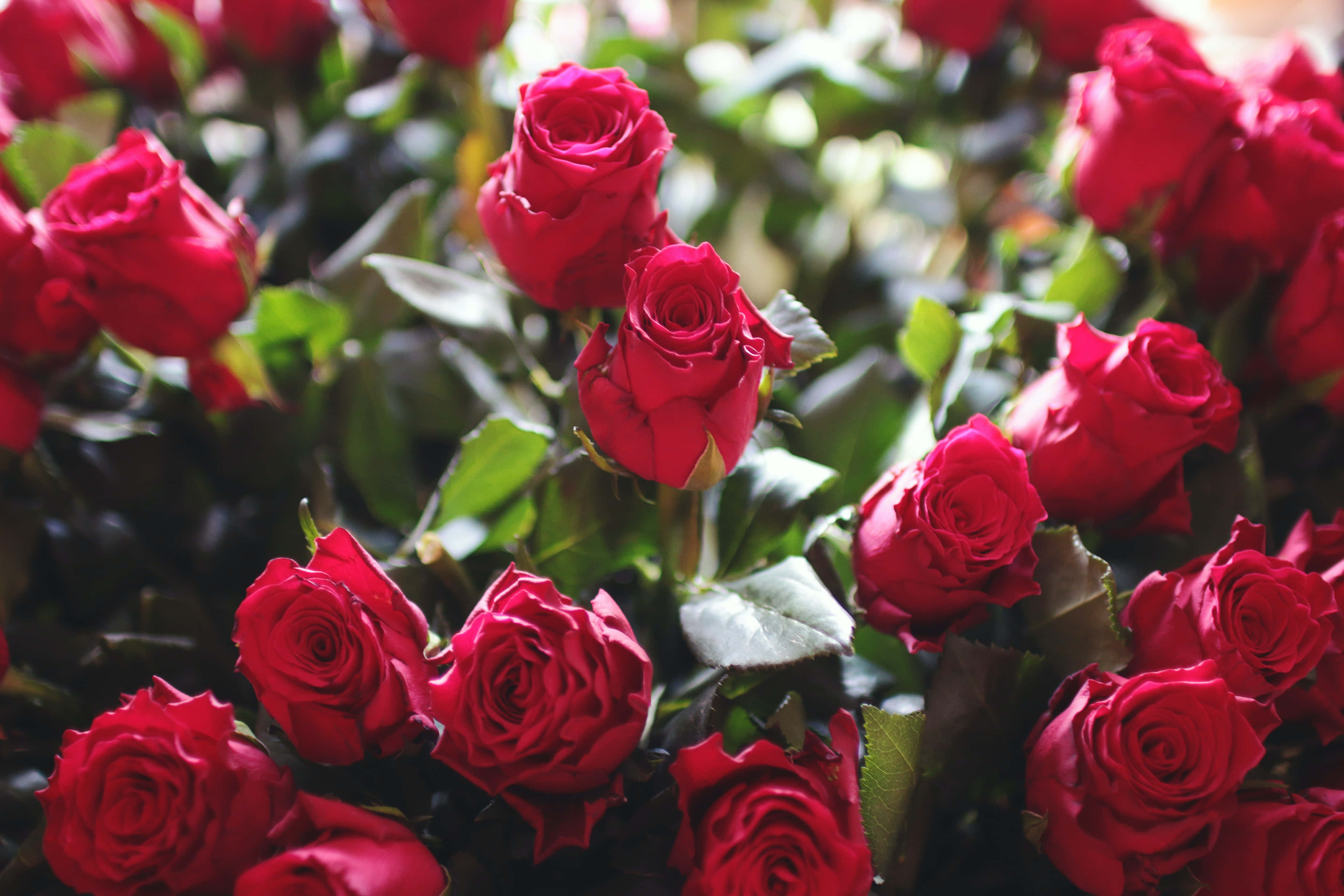 Red Roses 桌布 壁紙 — 鮮豔的紅玫瑰盛開，茂密的綠葉沐浴在柔和自然光中。