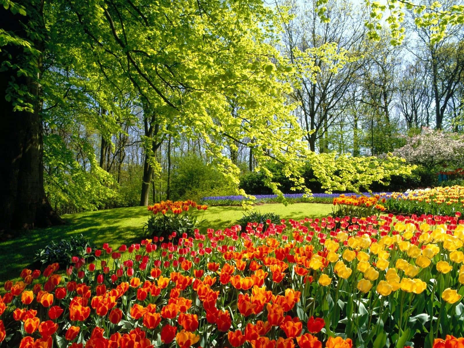 Spring Meadow 桌布 壁紙 — 鮮豔的紅色、橙色和黃色鬱金香在整齊的行列中盛開，斑駁的陽光透過清新的綠樹灑落。