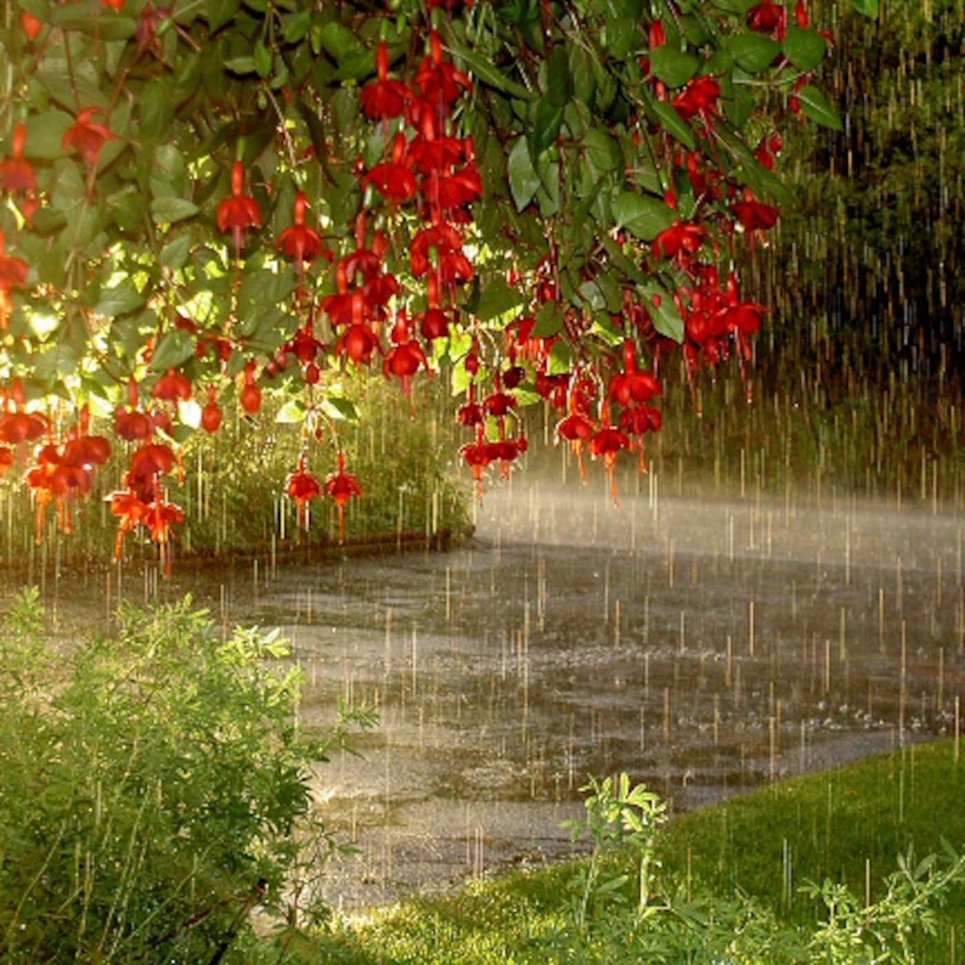 Spring Rain 桌布 壁紙 — 鮮豔的紅色倒掛金鐘花從茂密的綠色樹枝上垂下，懸掛在陽光明媚的花園中一條被雨水打濕的小徑上方。