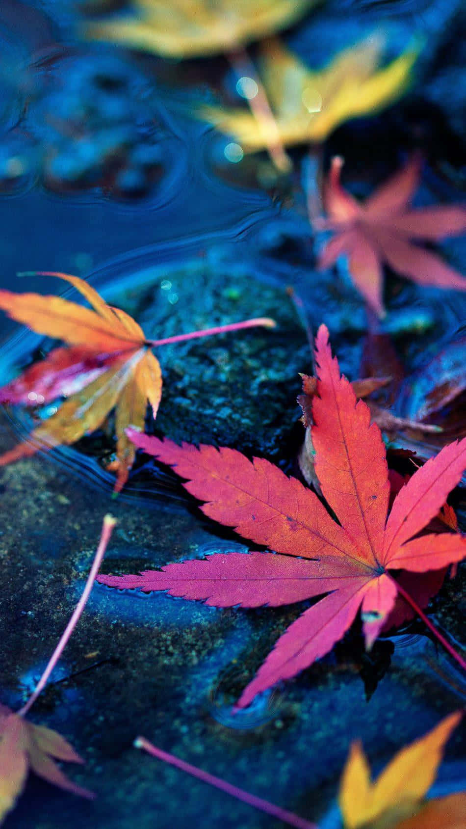 Fallen Leaves 桌布 壁紙 — 鮮豔的紅色和橙色楓葉在深藍色水面上靜靜漂浮，帶有輕柔漣漪和模糊的背景樹葉。