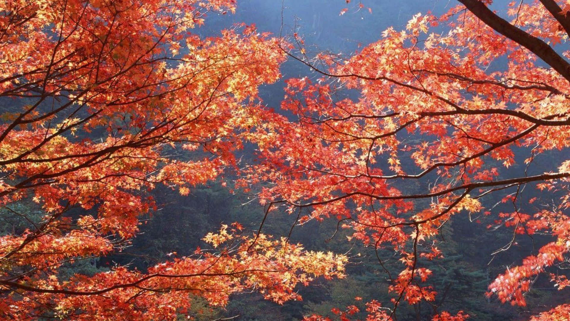 Fall Foliage 桌布 壁紙 — 鮮豔的紅色和橙色楓葉在秋日陽光下，在深藍色森林背景中閃耀。