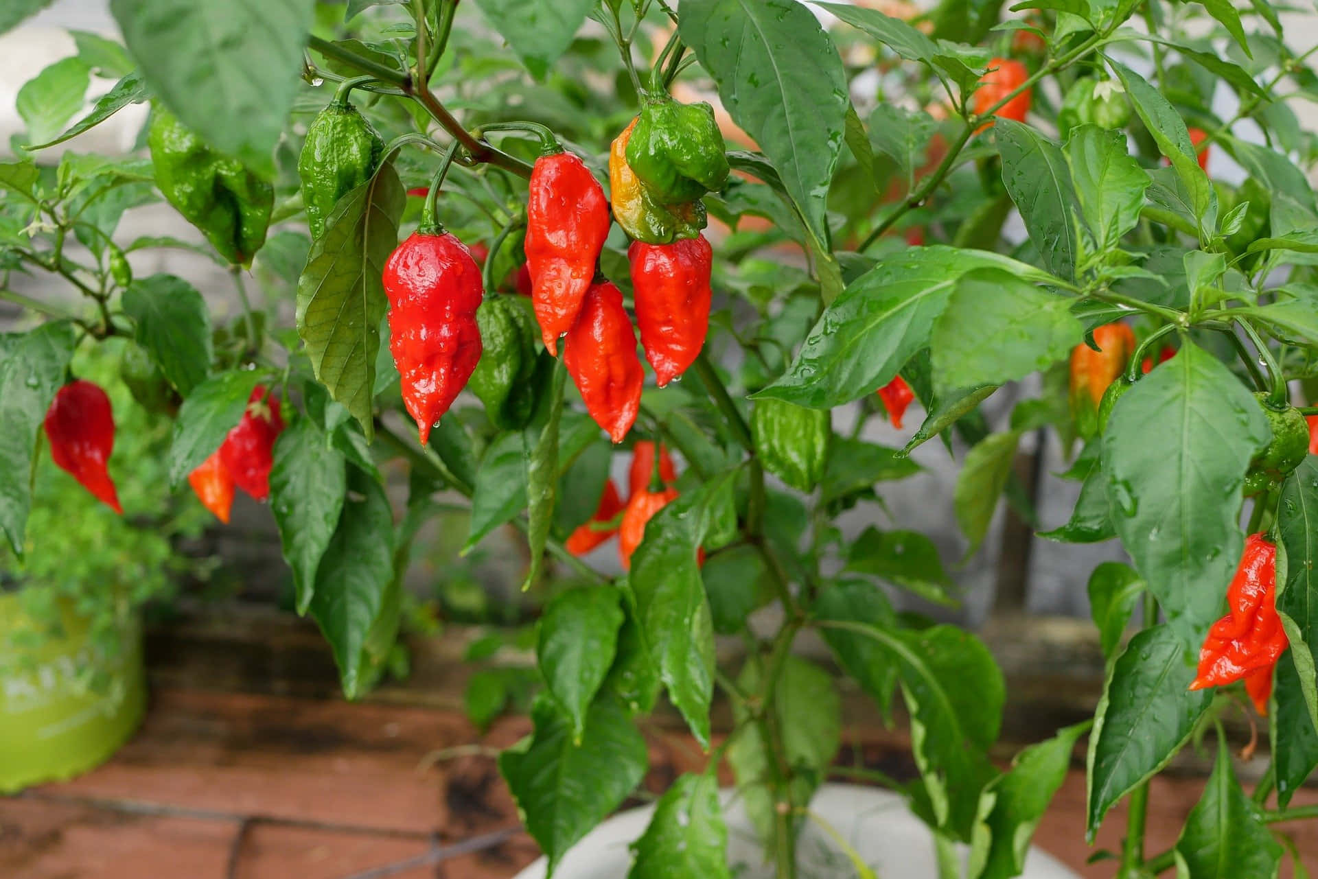 Ghost Pepper 桌布 壁紙 — 鮮豔的紅色和綠色辣椒沉重地掛在茂盛的植物上，葉片帶有露珠，種植在陽光普照的花盆中。