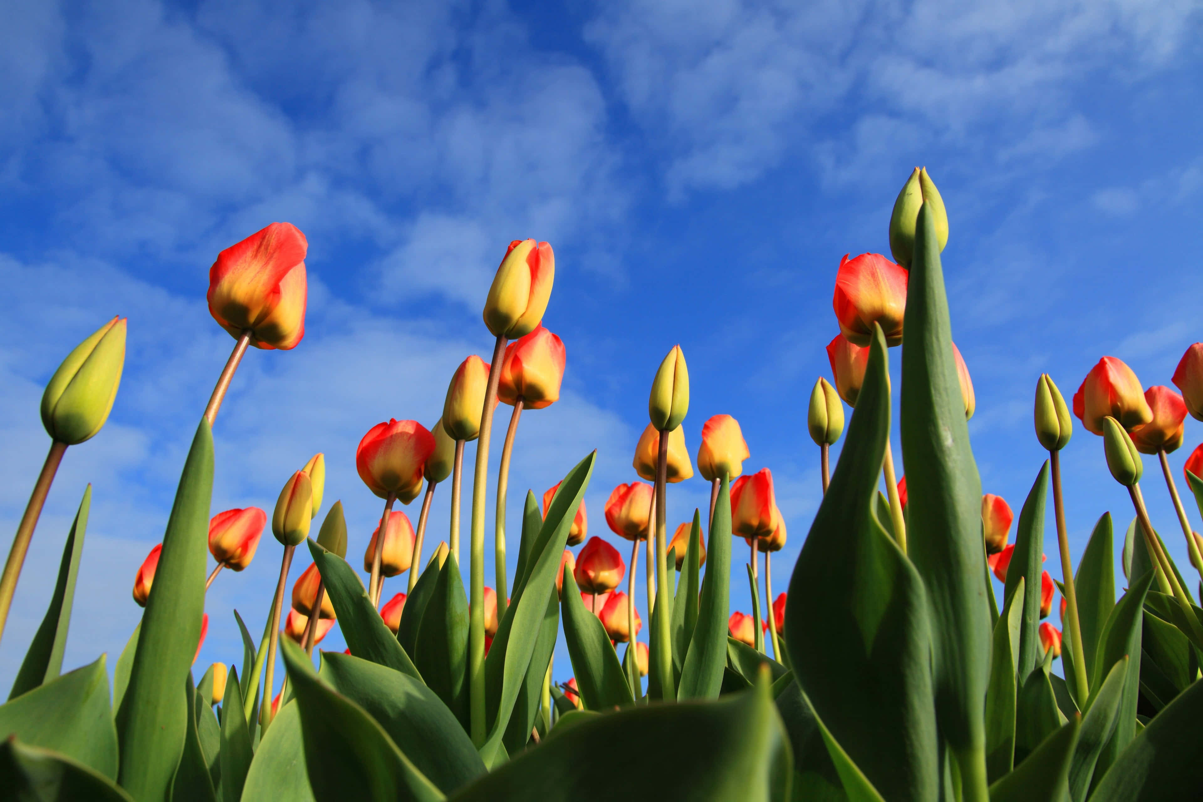 Tulip Field 桌布 壁紙 — 鮮豔的紅色和黃色鬱金香在明亮的藍天和薄雲下綻放，以低角度拍攝的田野照片。