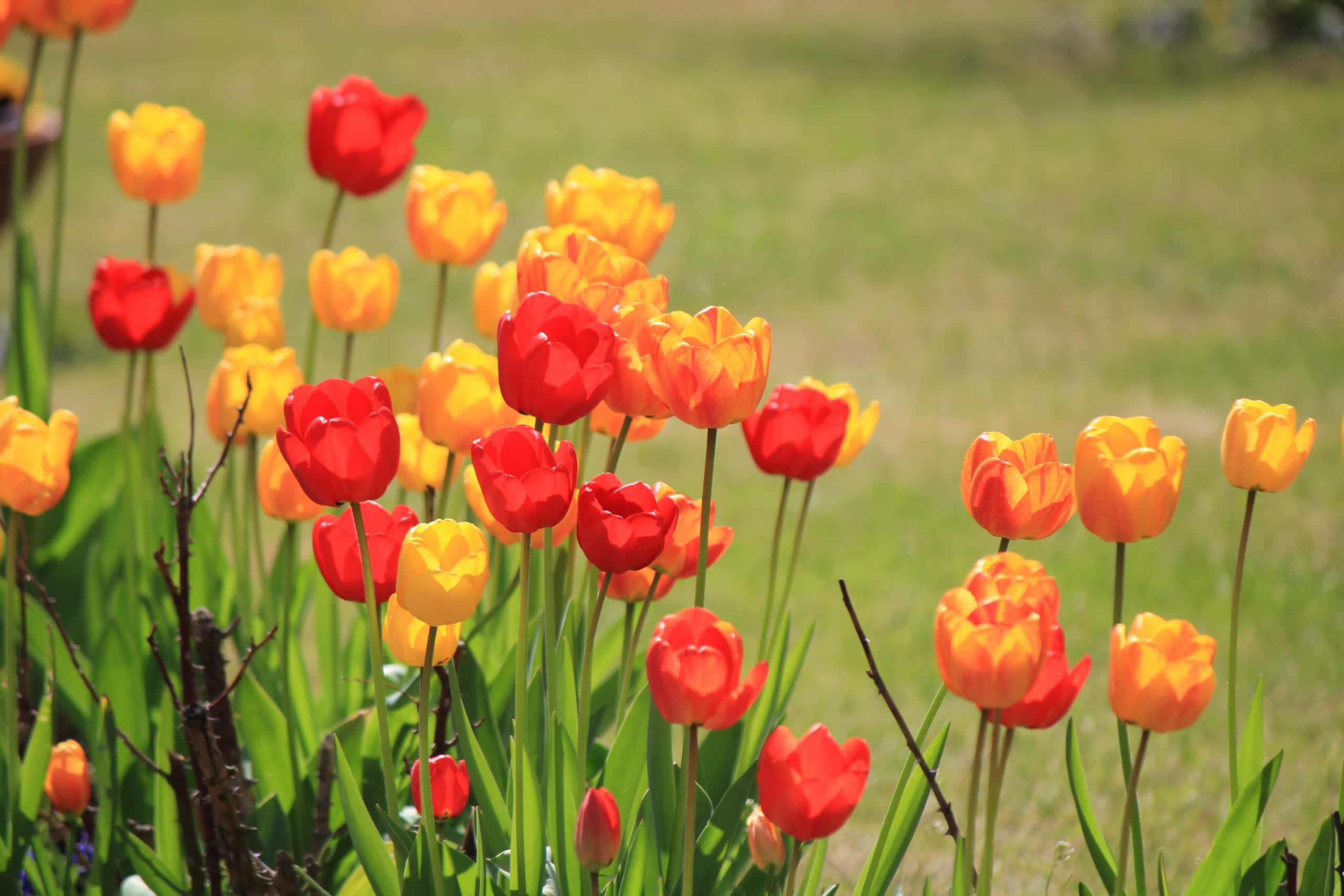 Yellow Tulips 桌布 壁紙 — 鮮豔的紅色和黃色鬱金香在陽光明媚的花園中盛開，背景是柔軟的綠色草地。