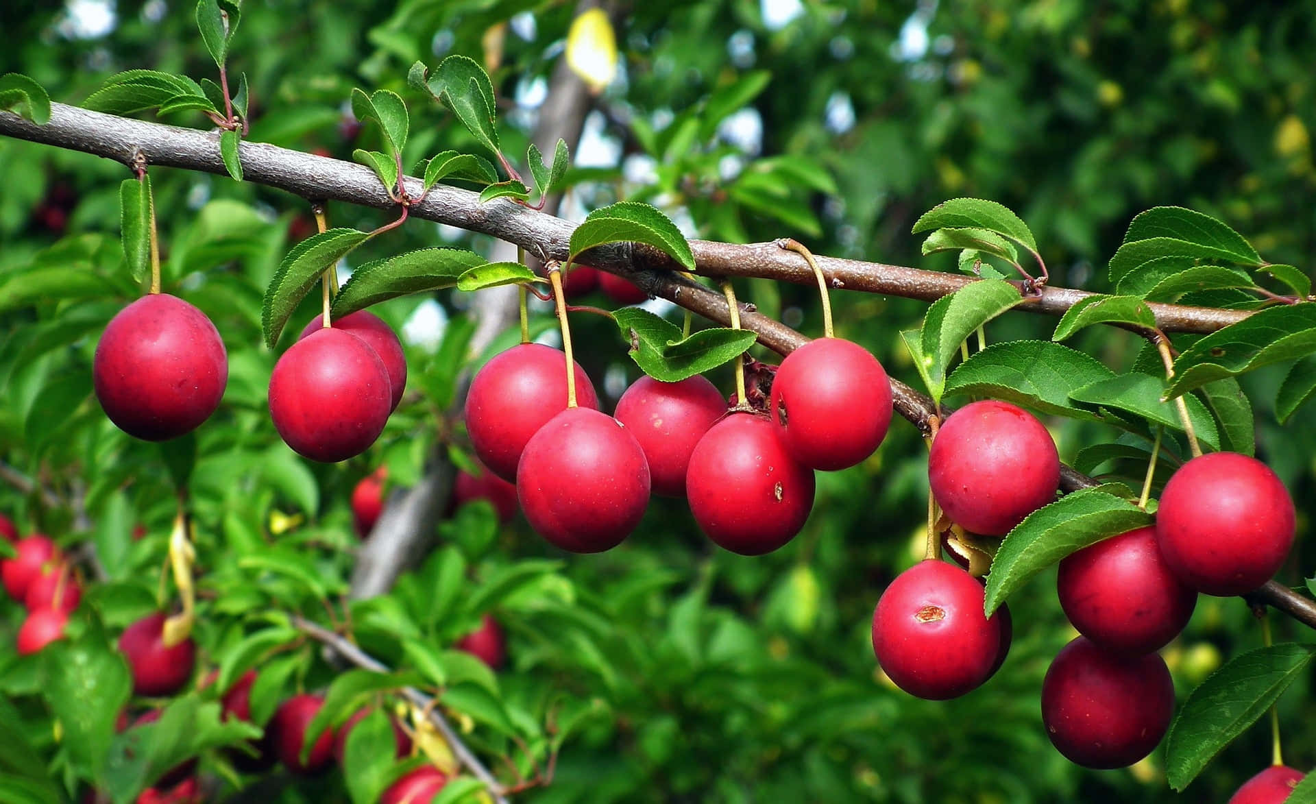 Red Plum 桌布 壁紙 — 鮮豔的紅色李子成熟且光澤地掛在陽光明媚果園中綠葉茂盛的樹枝上。