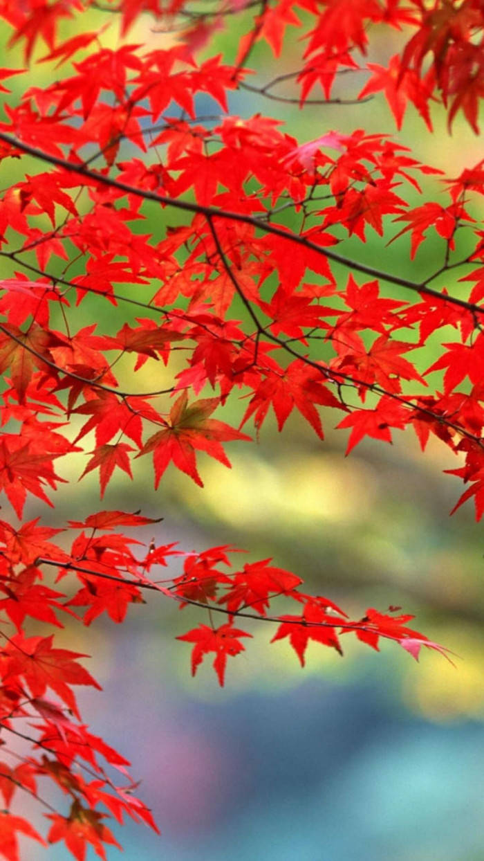 Leaves 桌布 壁紙 — 鮮豔的紅色楓葉在深色樹枝上層疊，背景是柔和的綠色和藍色模糊色調。