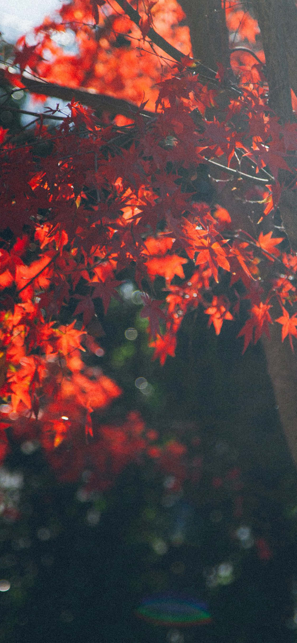 秋天 桌布 壁紙 — 鮮豔的紅色楓葉在秋光中，襯托著深色樹枝，帶有柔和散景和鏡頭光暈，閃閃發光。