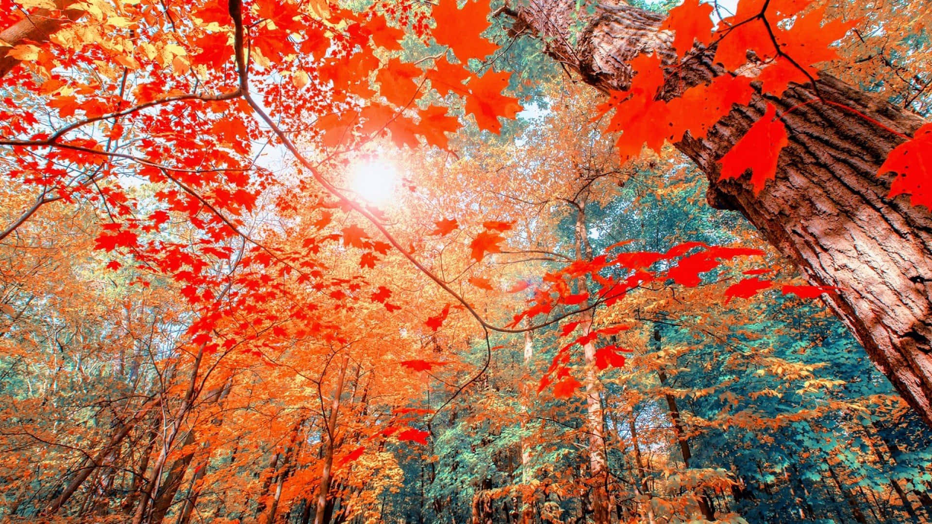 High Resolution Fall 桌布 壁紙 — 鮮豔的紅色楓葉在陽光照耀的森林樹冠下閃耀，樹皮紋理清晰，金色光線穿透而過。
