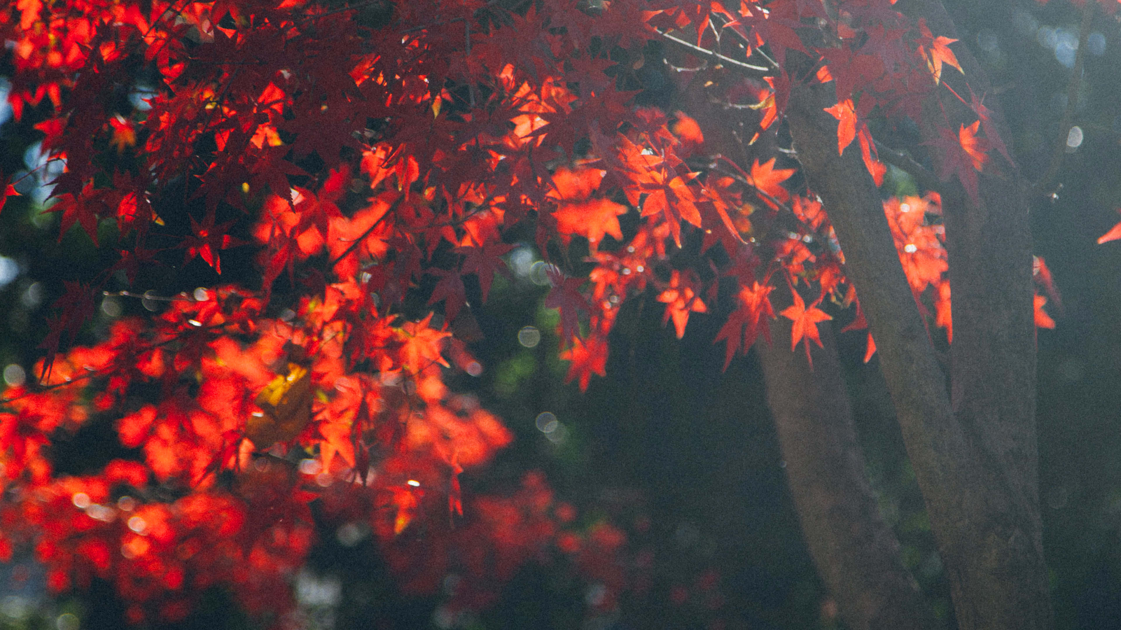 秋天桌面 桌布 壁紙 — 鮮豔的紅色楓葉在黑暗模糊的森林背景下發出背光輝光。