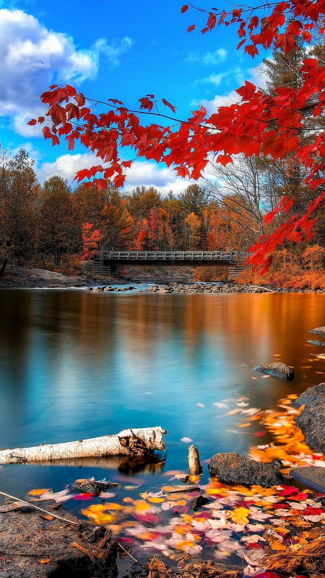 秋日河流景色，有紅色楓葉和木橋，藍天之下 — 水 GIF 壁紙