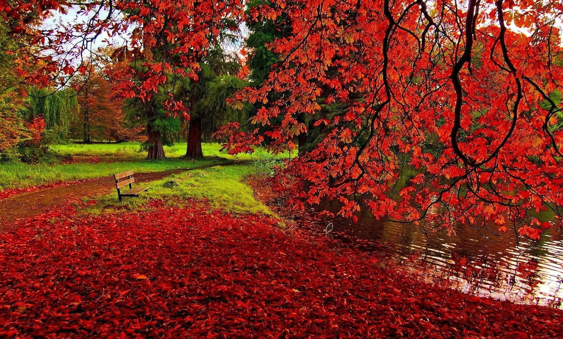 Fallen Leaves 桌布 壁紙 — 鮮豔的紅色楓葉覆蓋地面，並垂掛在秋日公園中寧靜池塘旁的一張孤獨木長椅上。