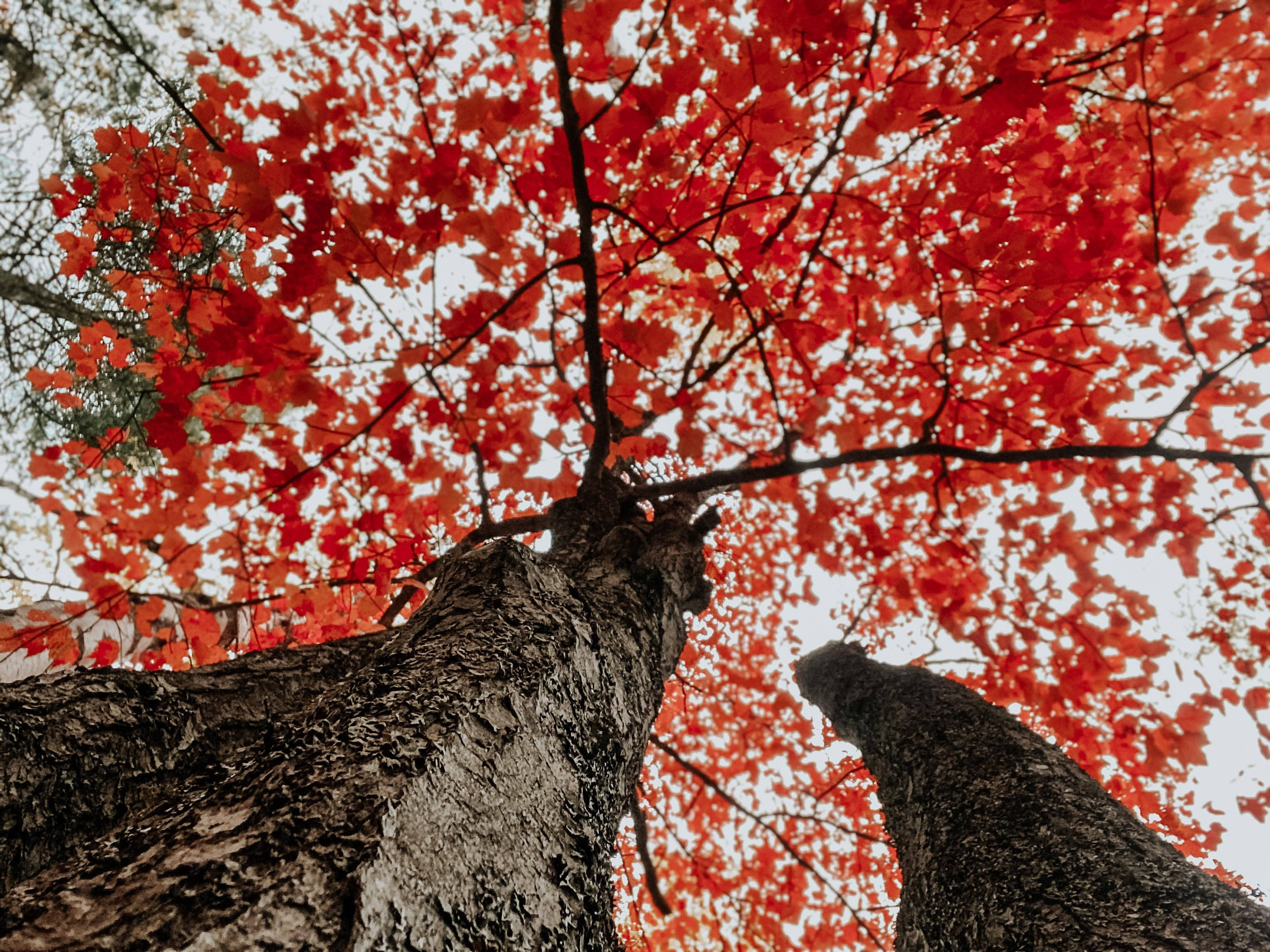 秋天氛圍動圖 桌布 壁紙 — 鮮豔的紅色楓葉覆蓋著粗糙的樹幹，這是一張低角度拍攝的秋日森林照片。
