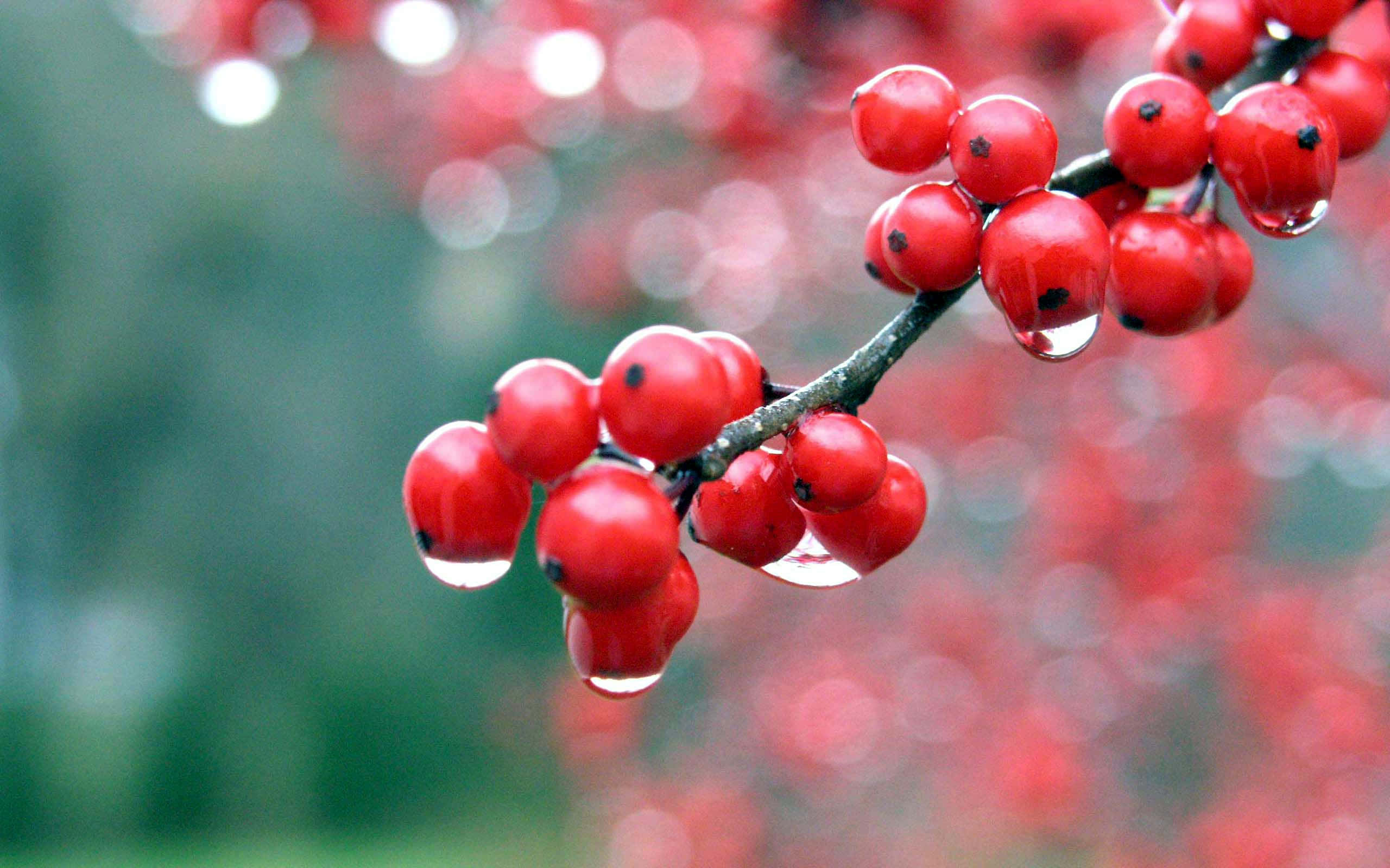 Winter Berries 桌布 壁紙 — 鮮豔的紅色漿果在深色樹枝上閃爍著露珠，背景是柔和的綠色散景。