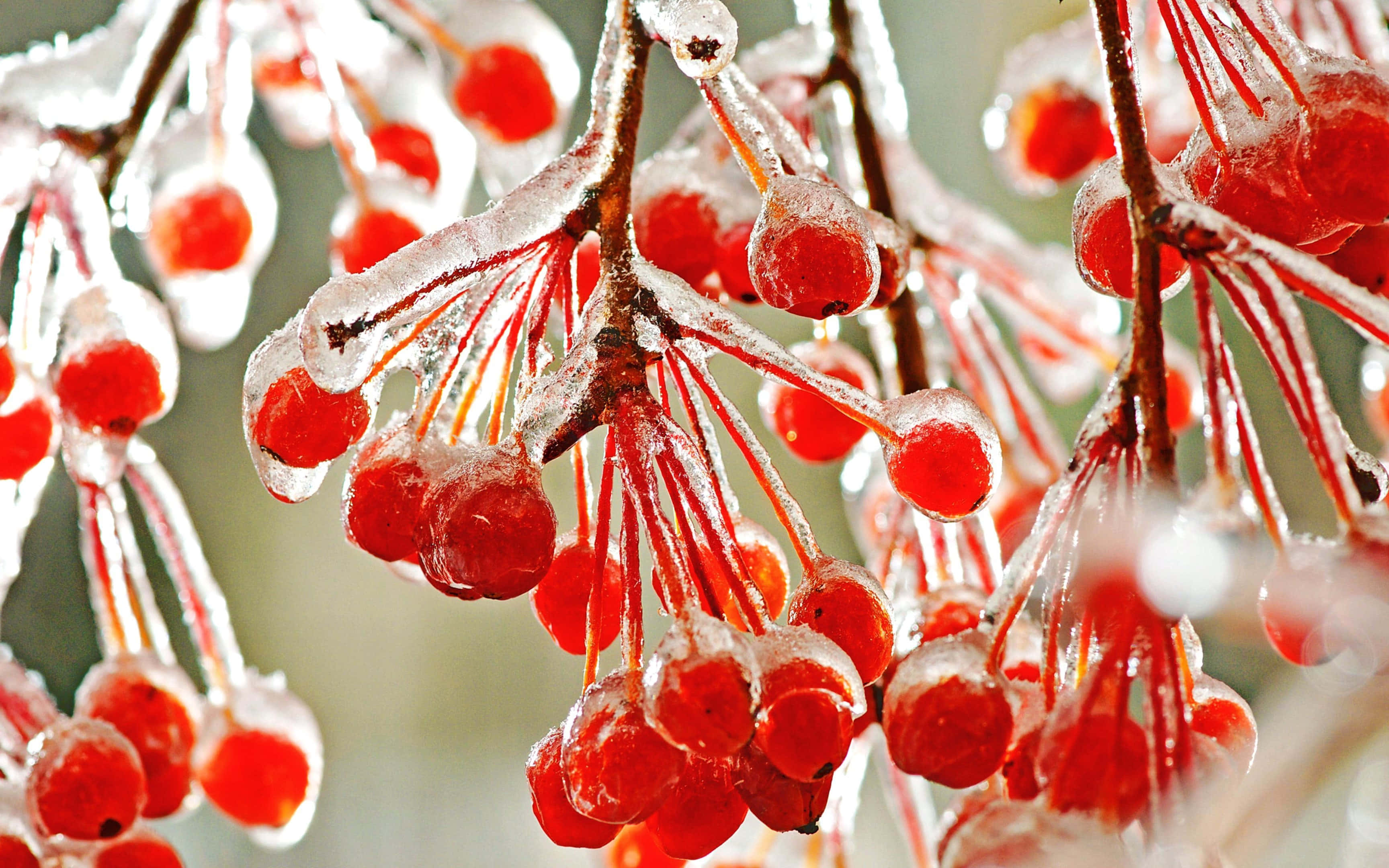 Winter Fruits 桌布 壁紙 — 鮮豔的紅色漿果在霜凍下閃閃發光，冰晶覆蓋了它們的莖和枝條，呈現冬季特寫。