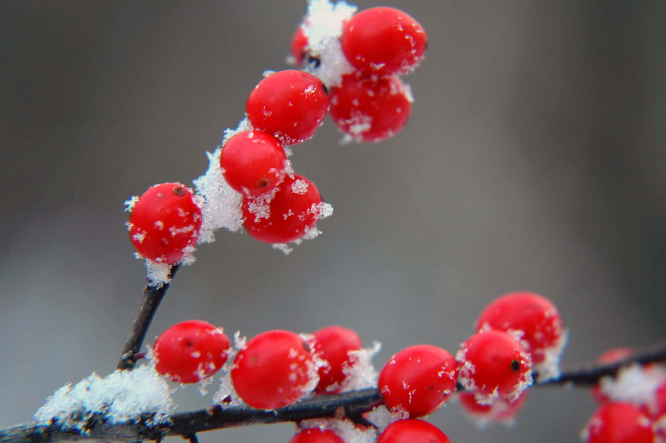 Winter Berries 桌布 壁紙 — 鮮豔的紅色漿果沾滿新雪，緊貼在深色樹枝上，背景是柔和的灰色冬日。