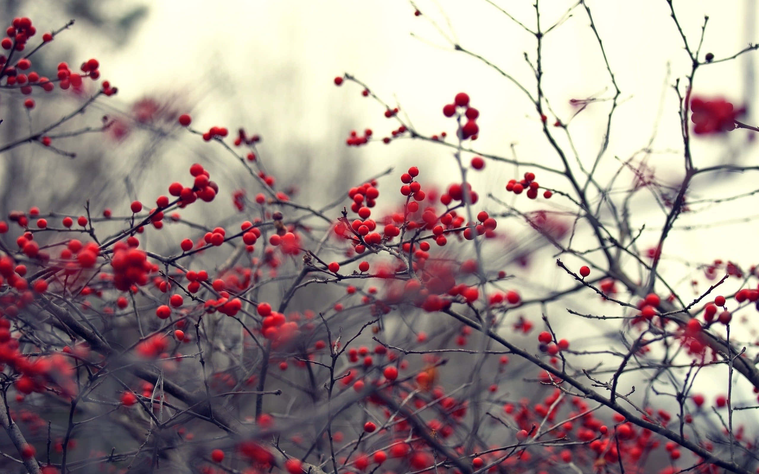 Winter Berries 桌布 壁紙 — 鮮豔的紅色漿果簇擁在光禿的冬季樹枝上，背景柔和模糊。