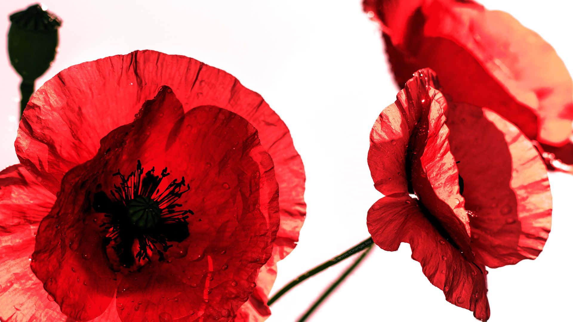 Poppy 桌布 壁紙 — 鮮豔的紅色罌粟花，花瓣細膩，花心深色，在純白背景上盛開。
