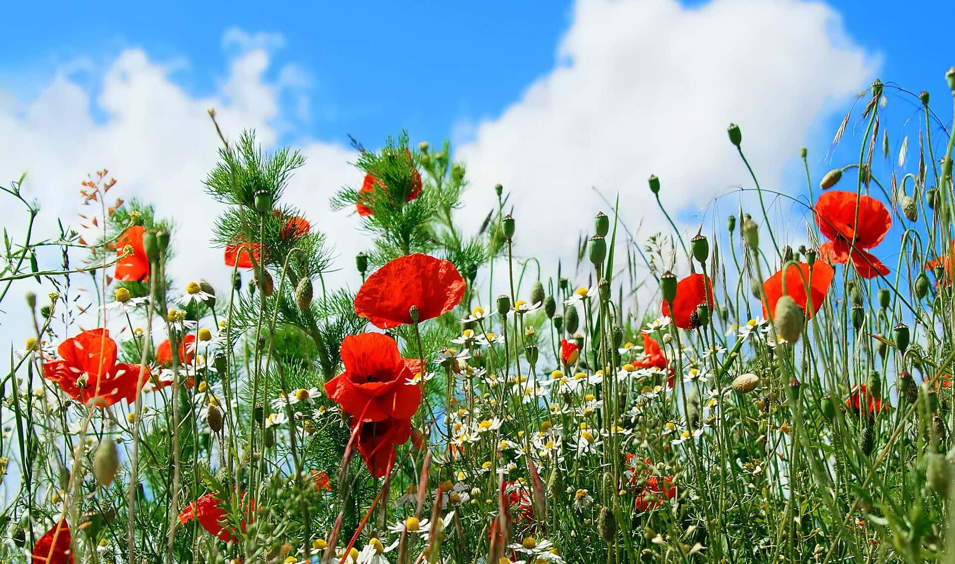 Poppy 桌布 壁紙 — 鮮豔的紅色罌粟花和白色雛菊在陽光明媚的草地上搖曳，天空湛藍，白雲朵朵。