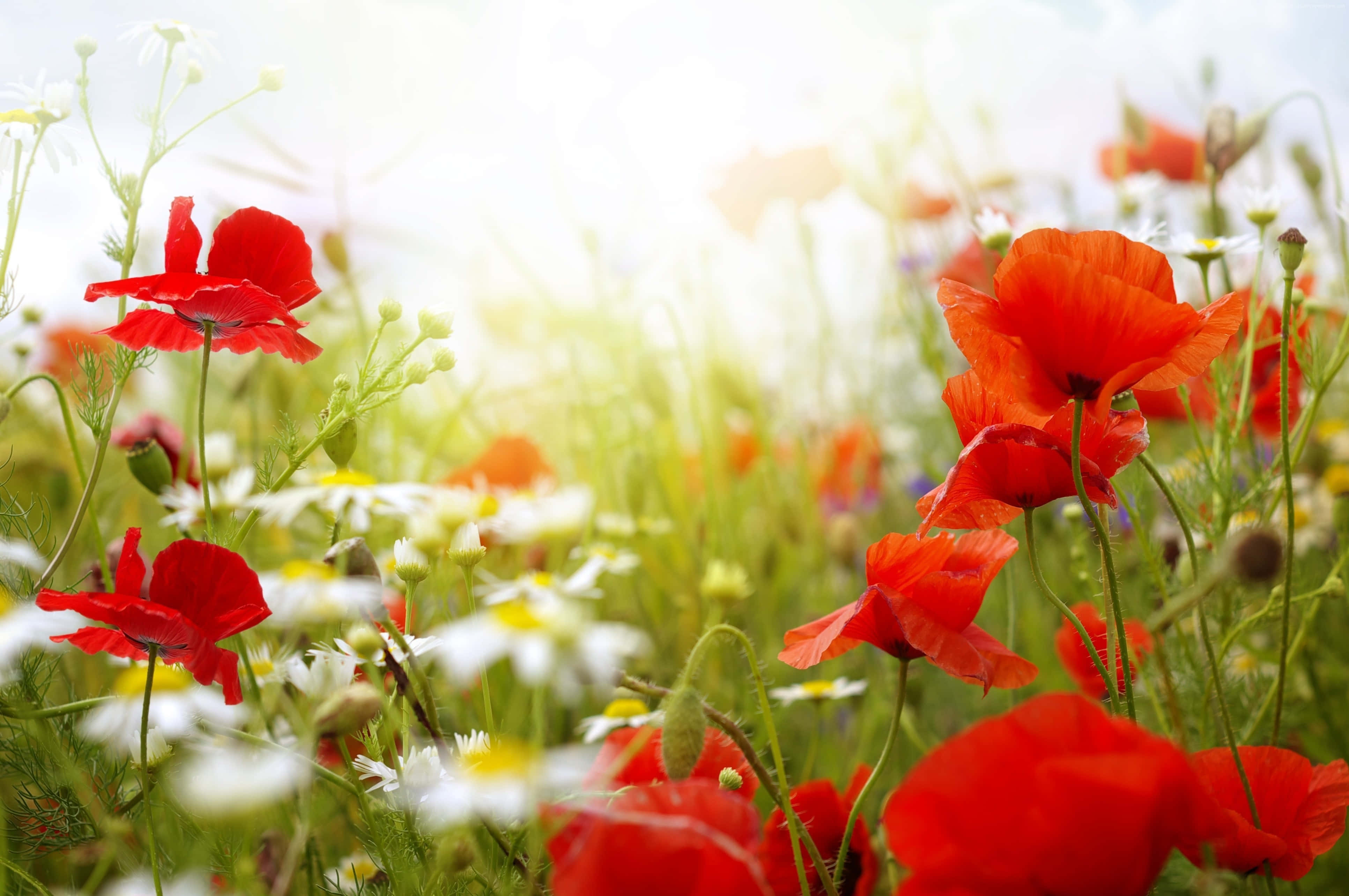 Poppy Field 桌布 壁紙 — 鮮豔的紅色罌粟花和白色雛菊在陽光明媚的草地上盛開，帶有柔和的金色背光。