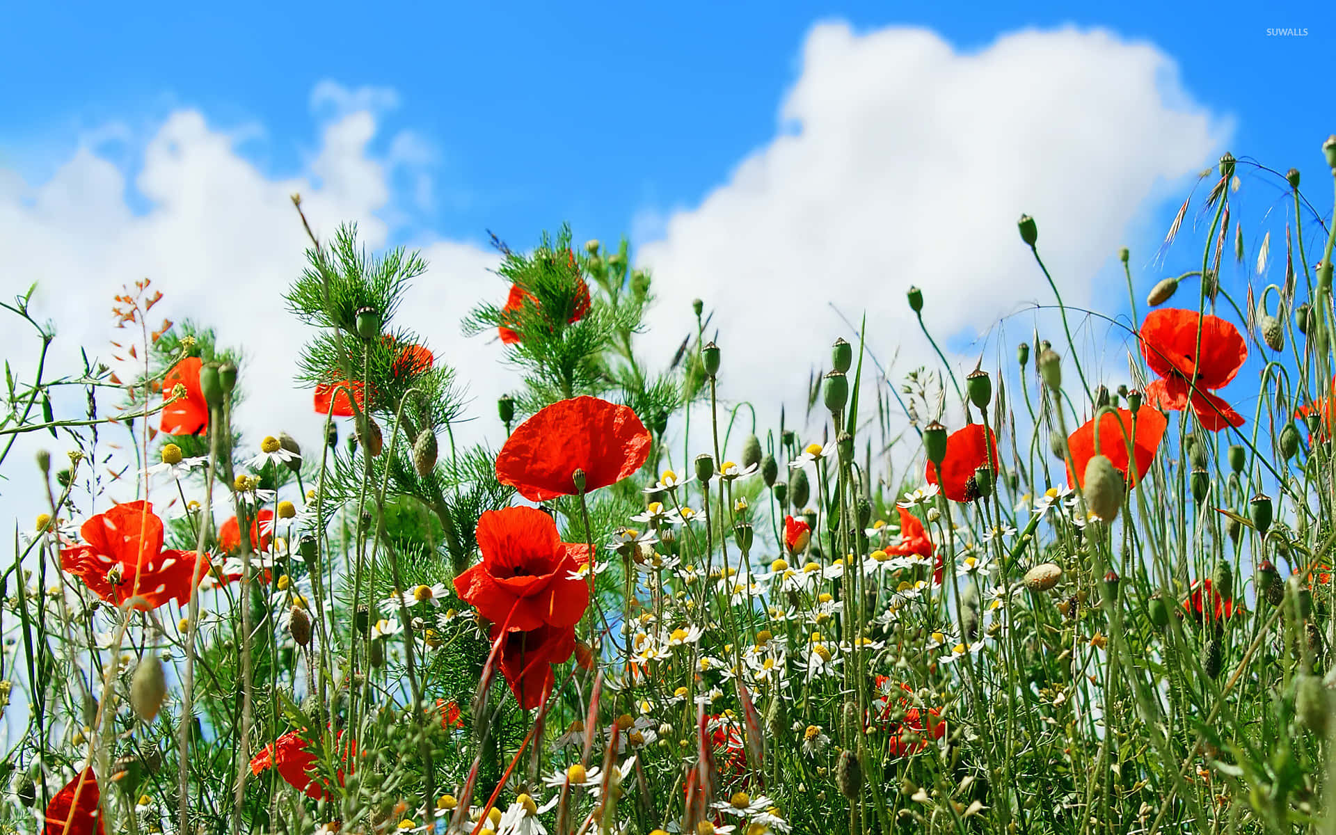 Poppy Field 桌布 壁紙 — 鮮豔的紅色罌粟花和白色雛菊在陽光明媚的草地上搖曳，天空湛藍，白雲朵朵。