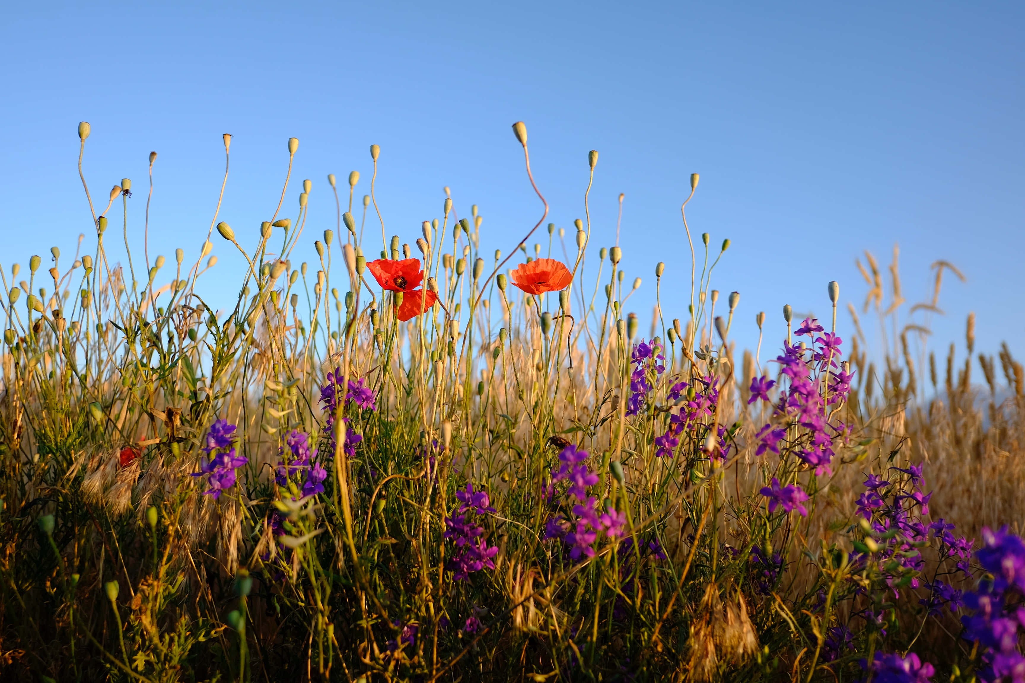Wild Flower In Meadows 桌布 壁紙 — 鮮豔的紅色罌粟花和紫色野花在金色陽光下搖曳，映襯著清澈的藍天。