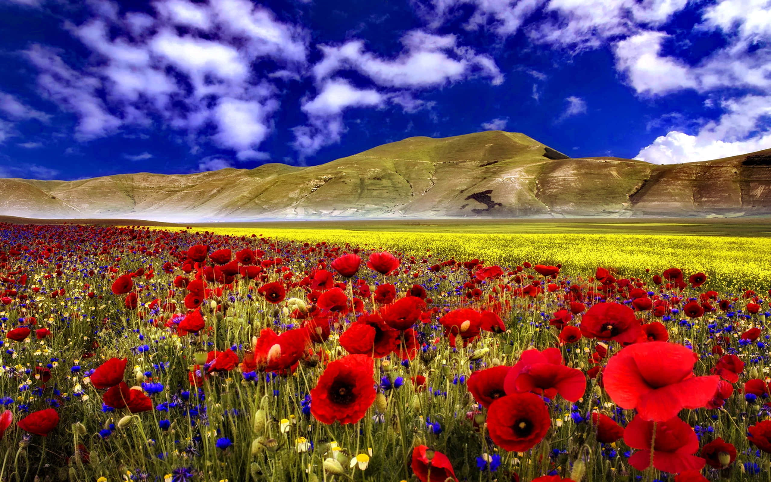 Poppy Field 桌布 壁紙 — 鮮豔的紅色罌粟花和黃色花朵在深藍色的天空和蓬鬆的白雲下，盛開在廣闊的田野中。